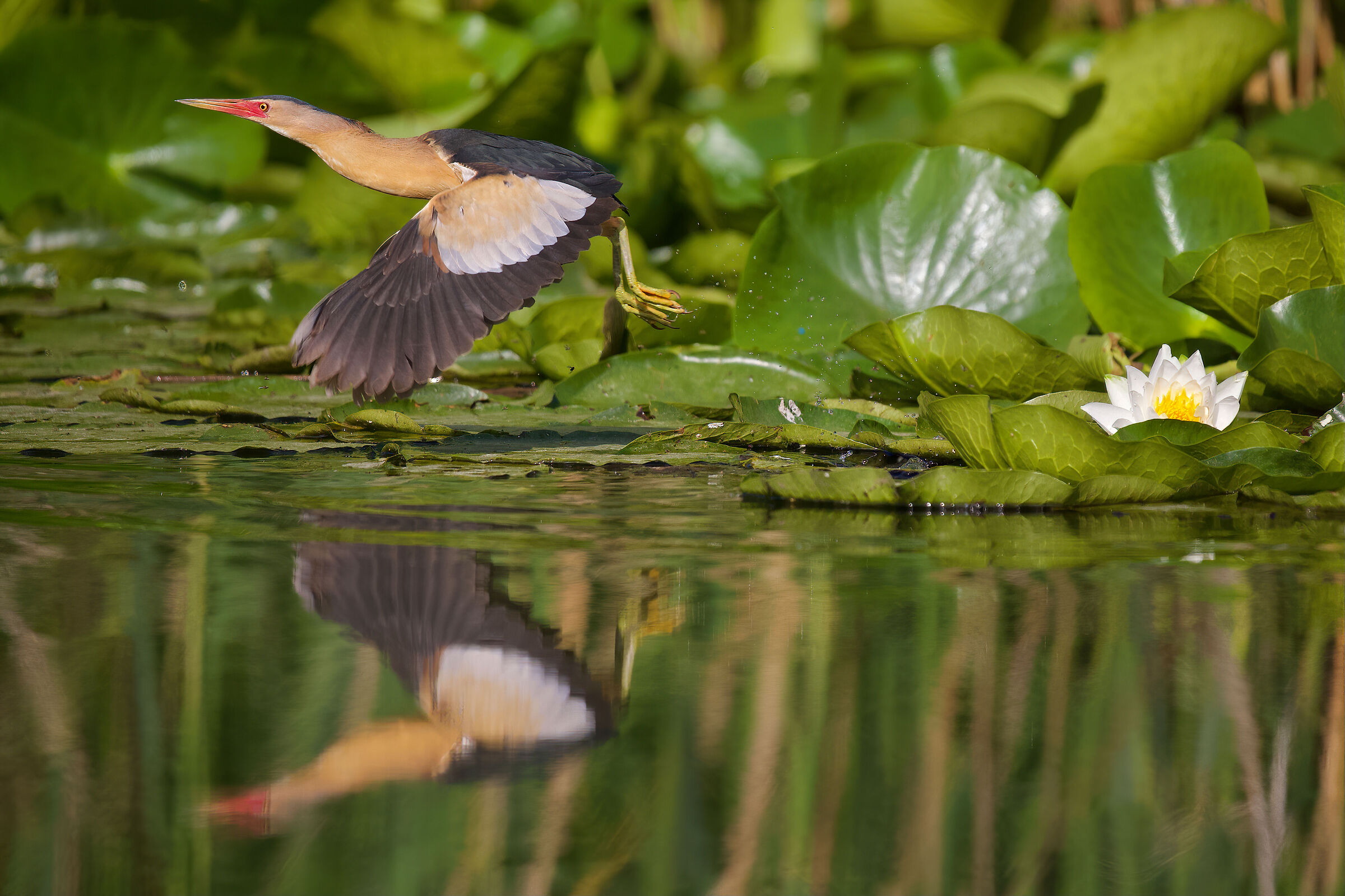Male tarabusino in flight