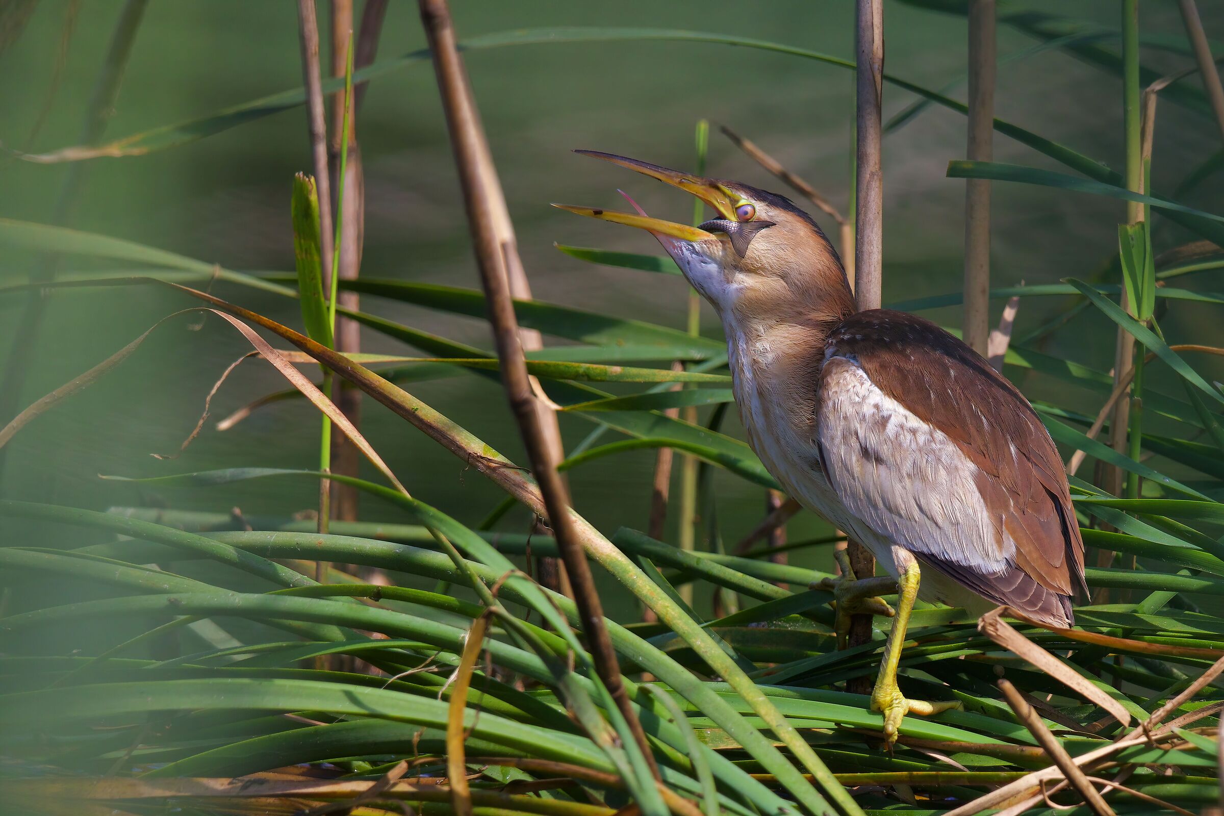 Female tarabusino with lunch