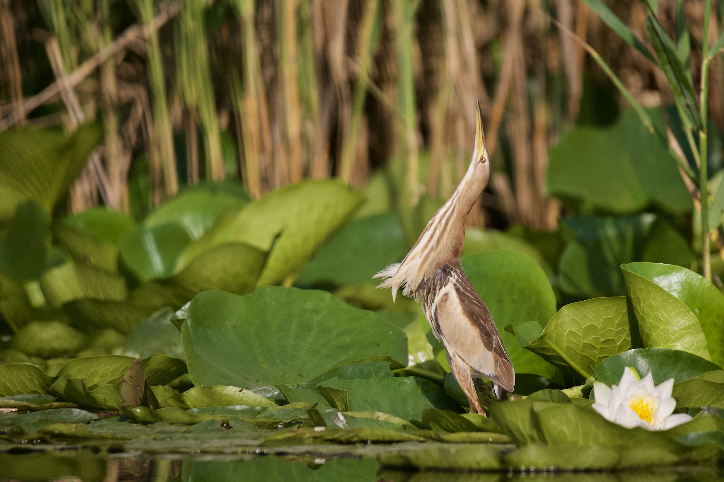 Female tarabusino on alert