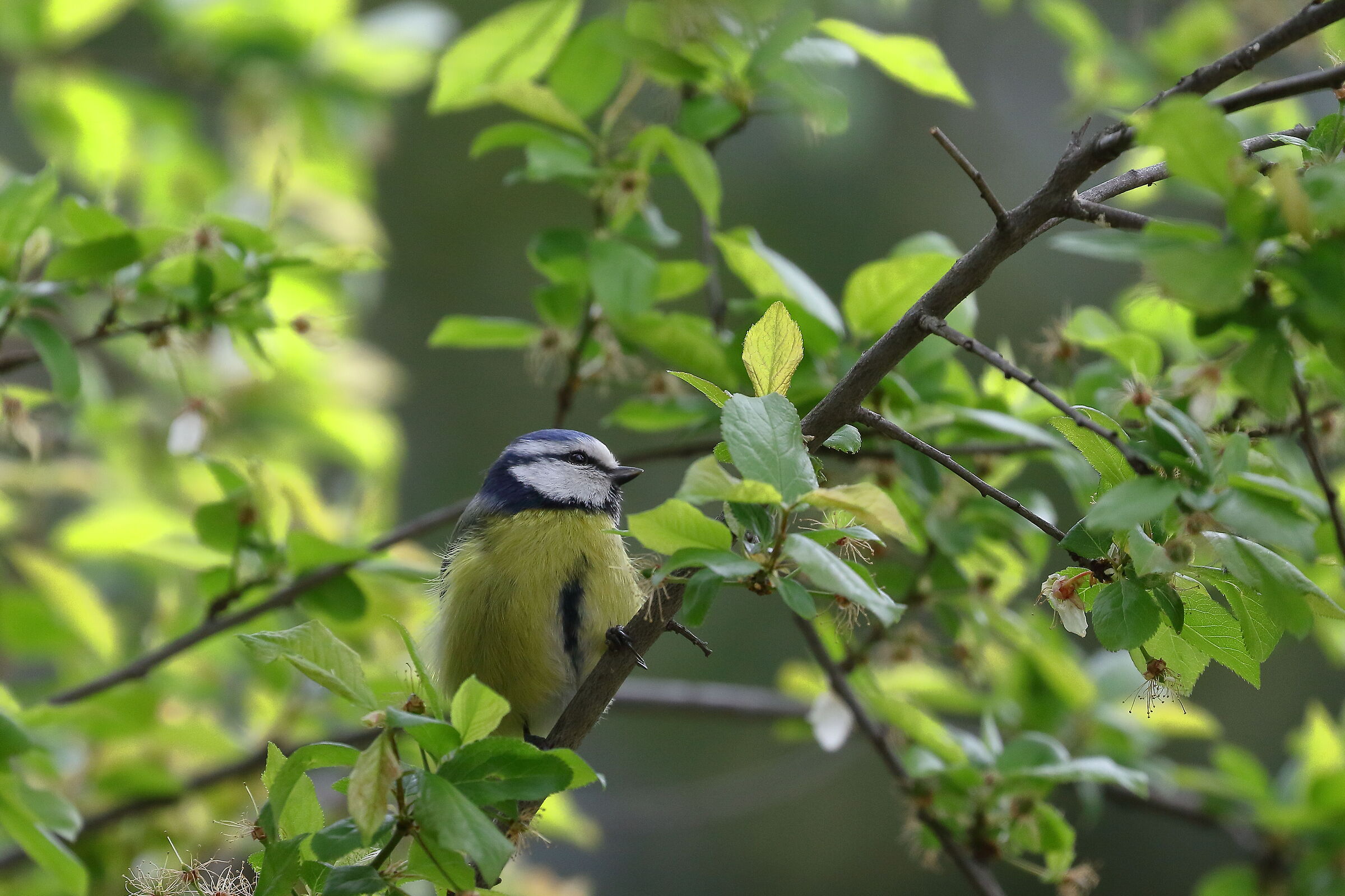 Cinciarella aa Milano