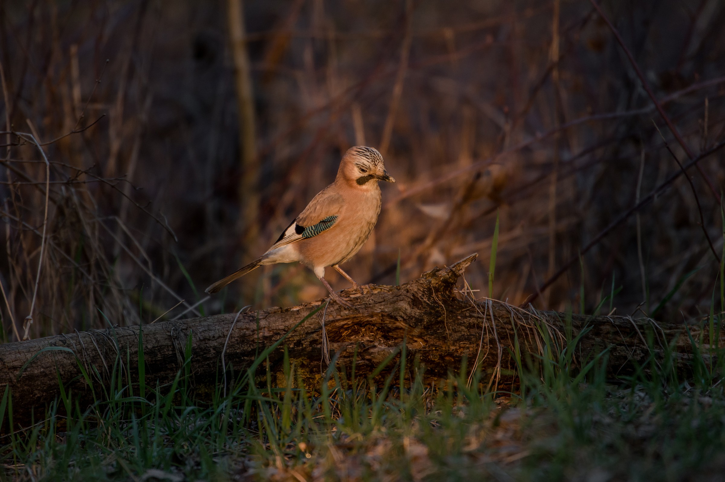 Ultimo raggio di sole
