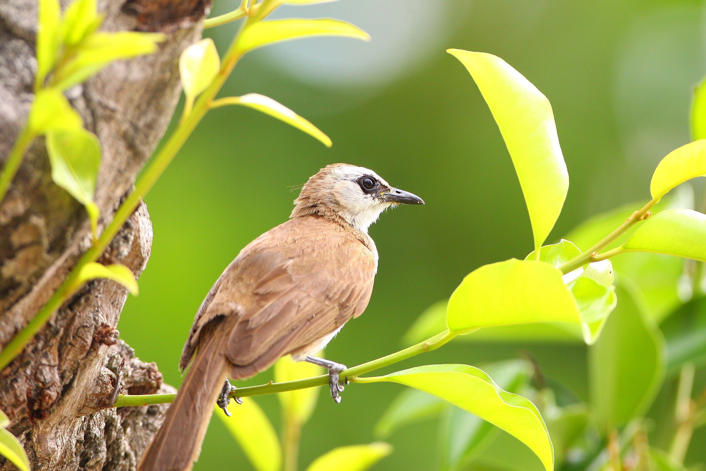 Uccello bulbul