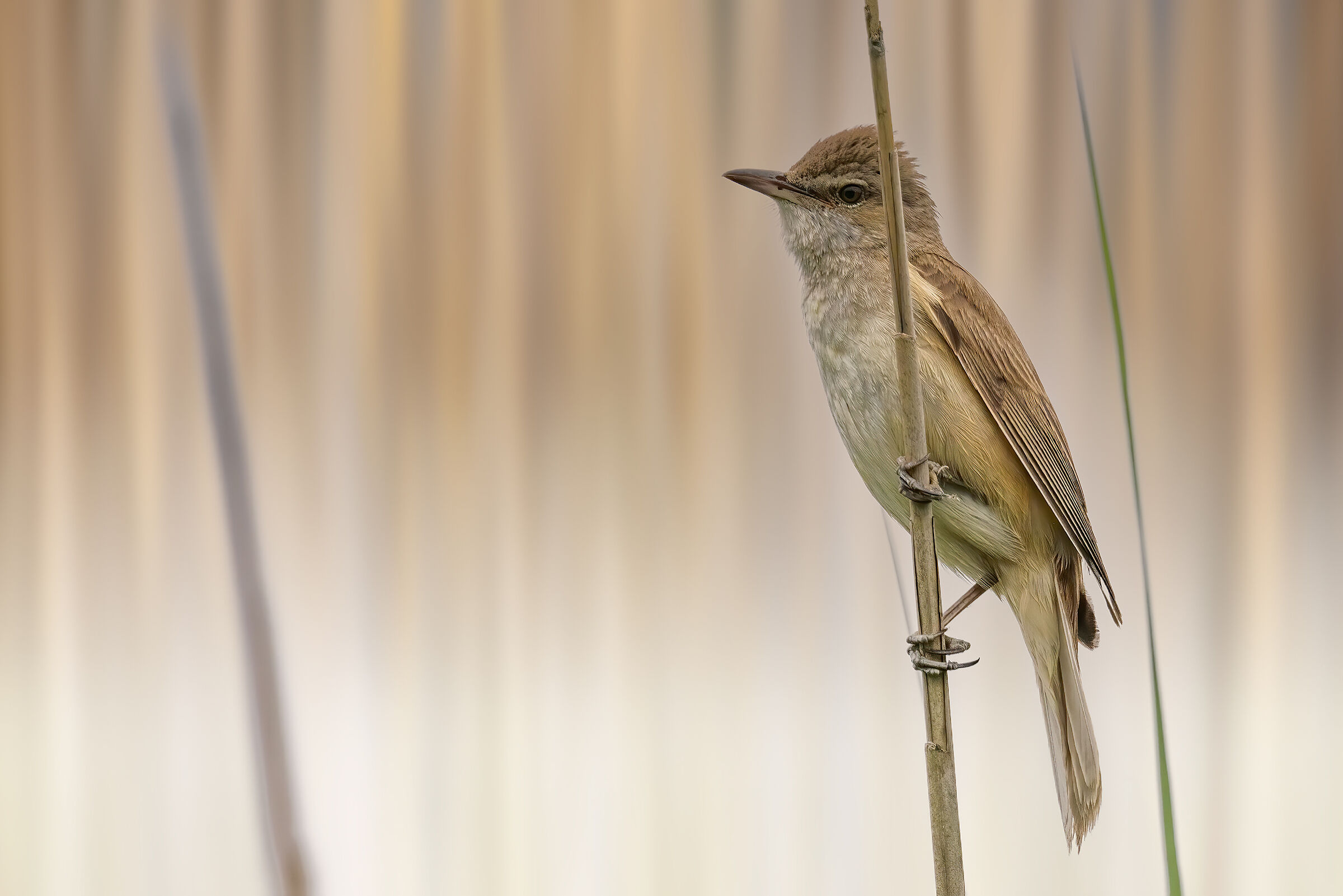 Cannareccione - Great Reed Warbler