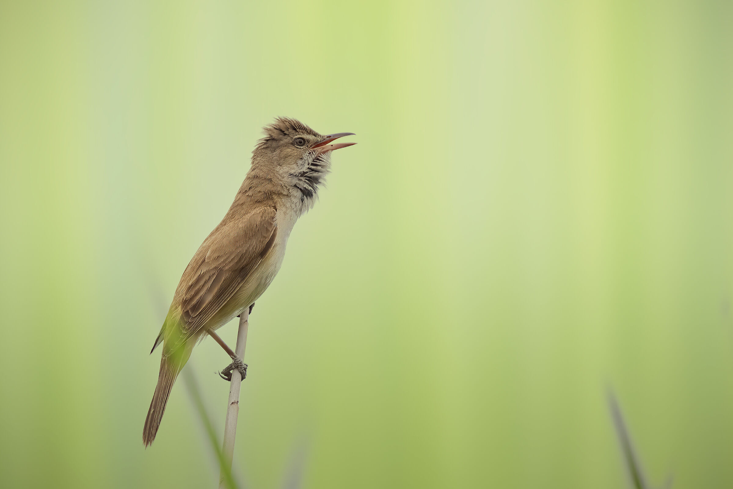 Cannareccione - Great Reed Warbler