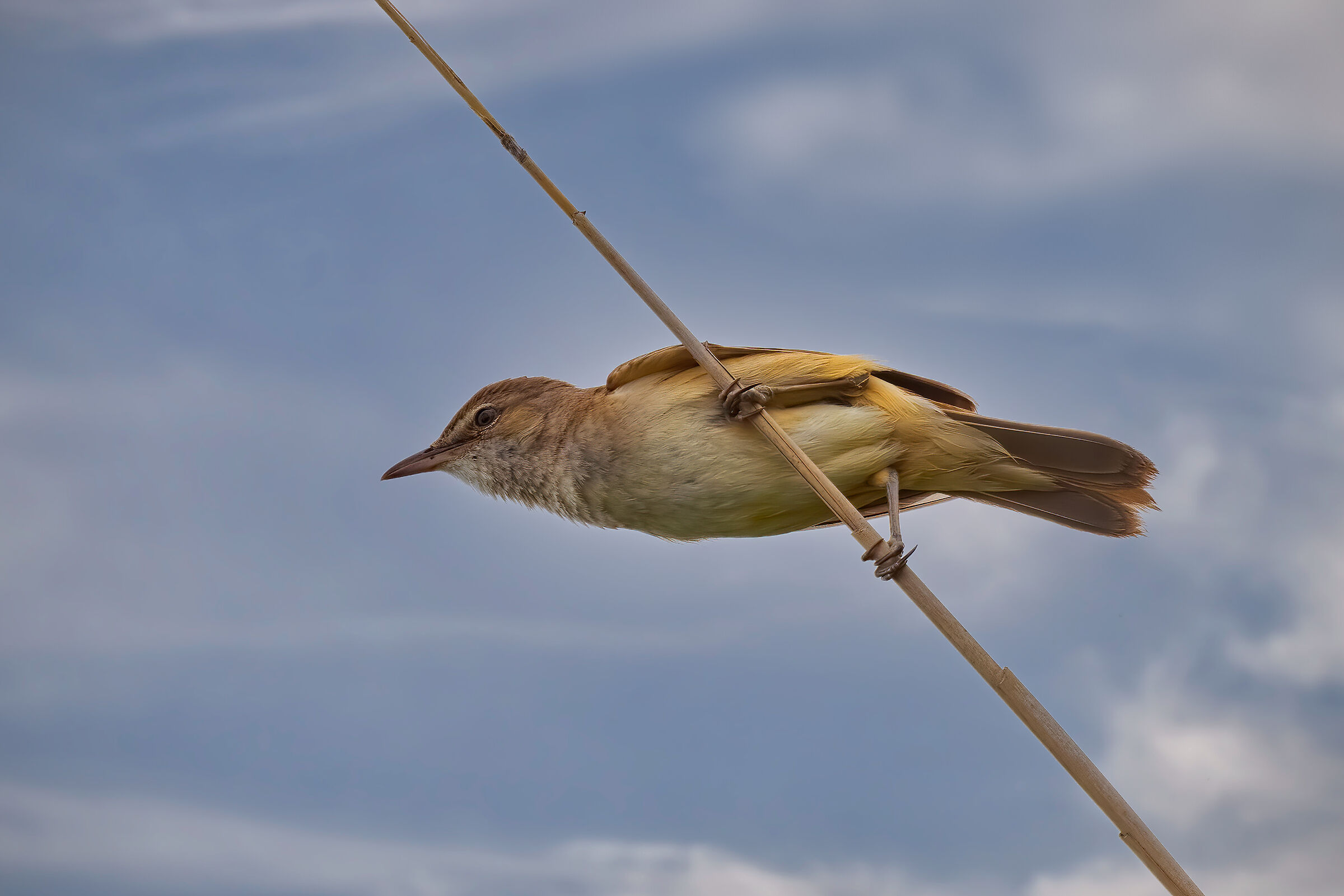 Cannareccione - Great Reed Warbler