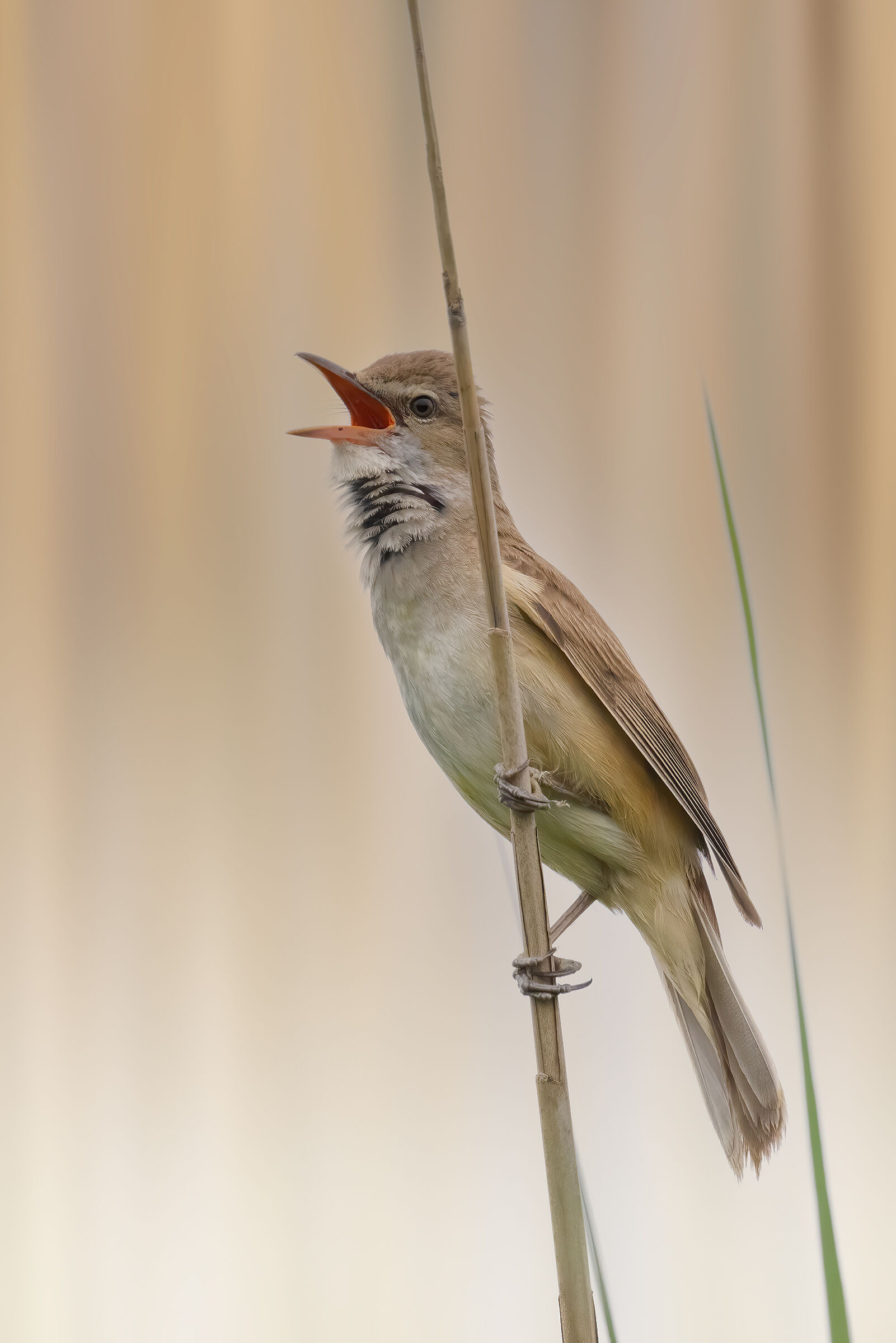 Cannareccione - Great Reed Warbler