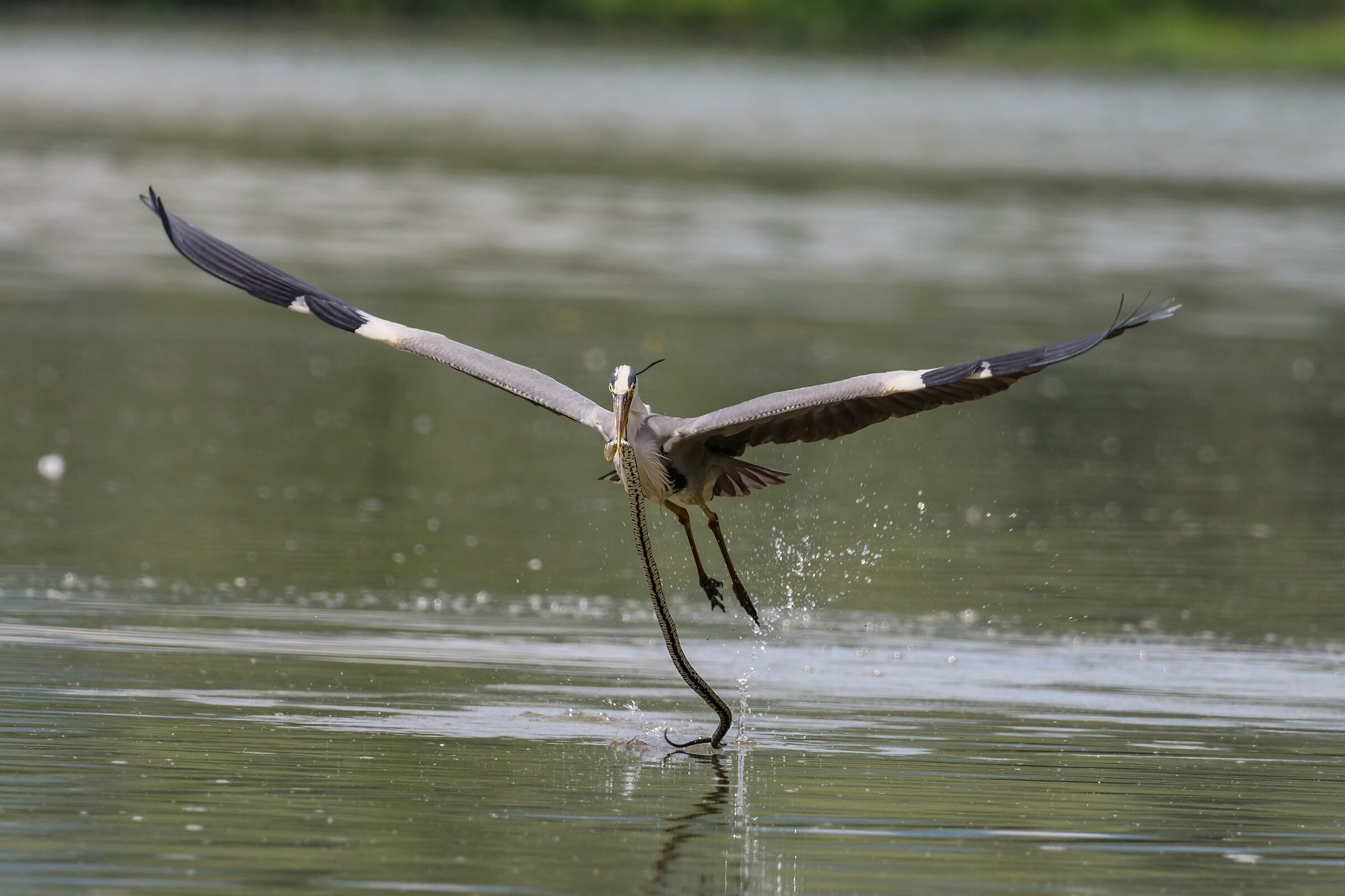 Cenerino heron preying on a Natrix collared Biscia