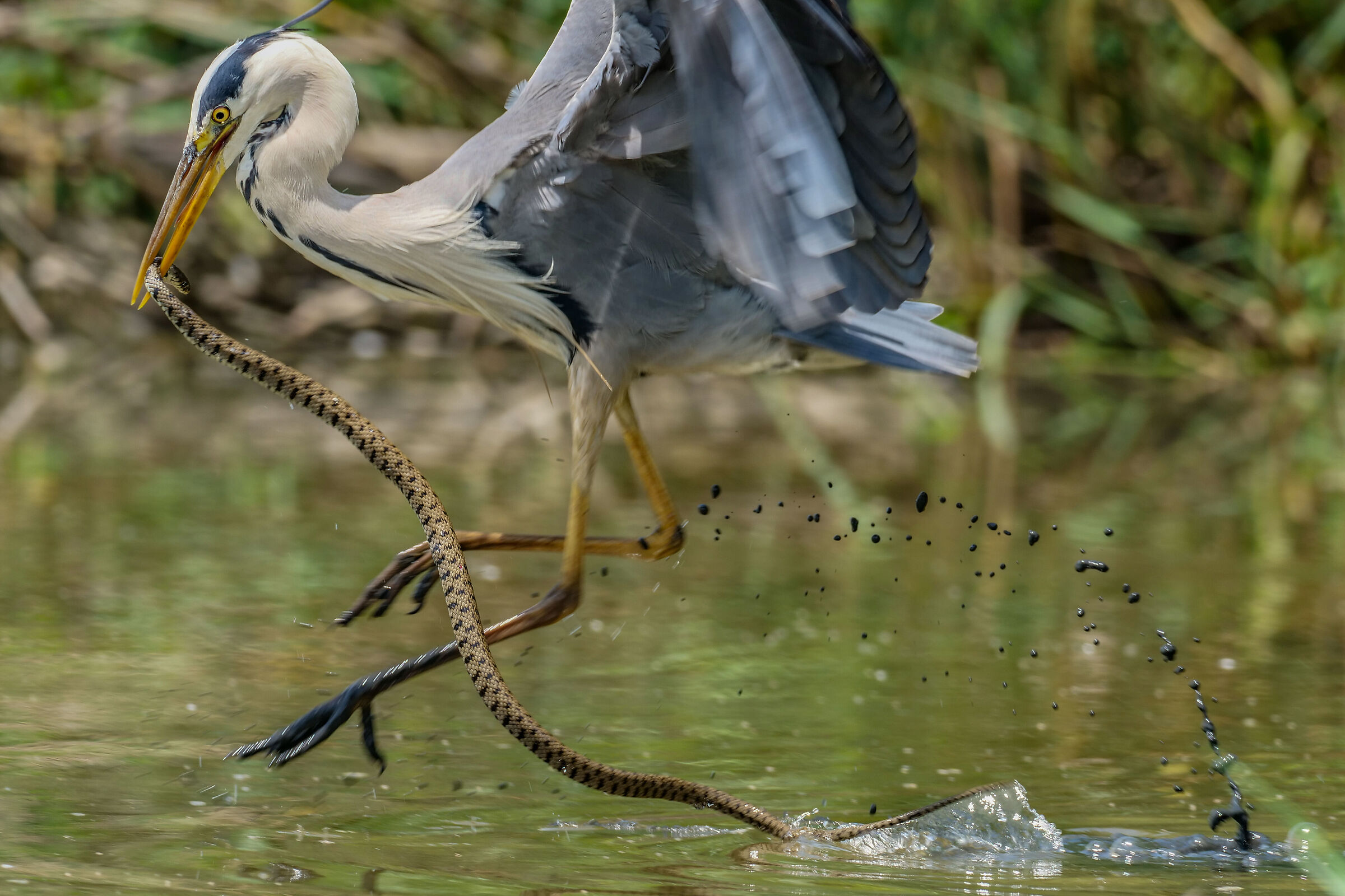 Airone Cenerino che preda una Biscia dal collare Natrix