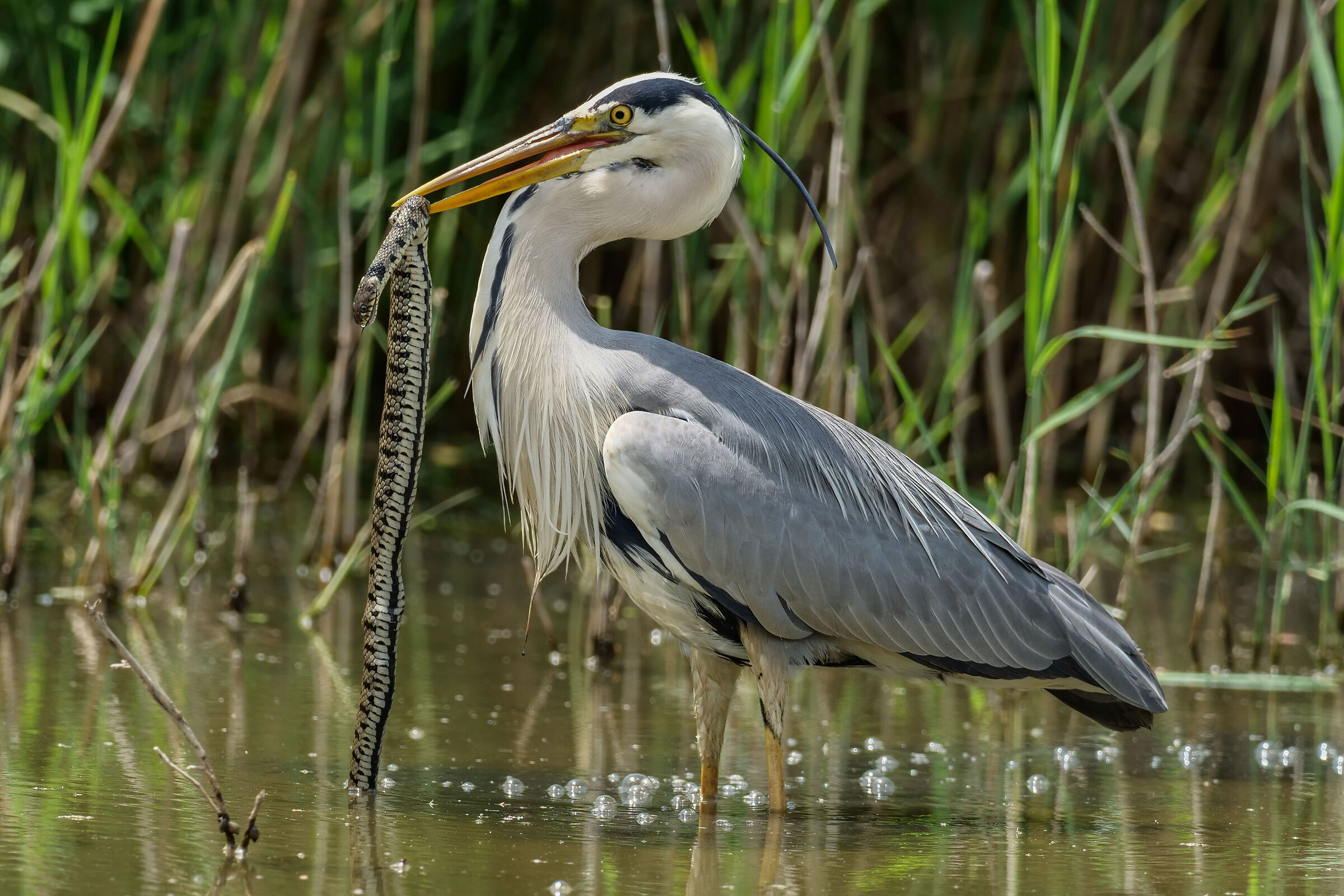 Airone Cenerino che preda una Biscia dal collare Natrix