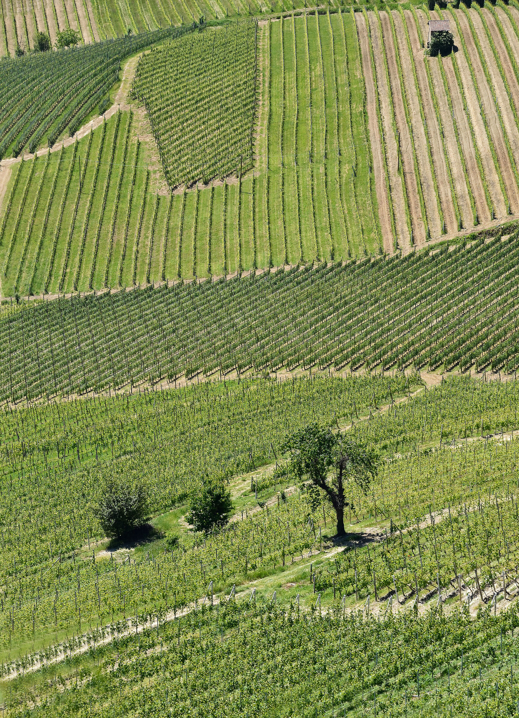 vigneti Dolcetto