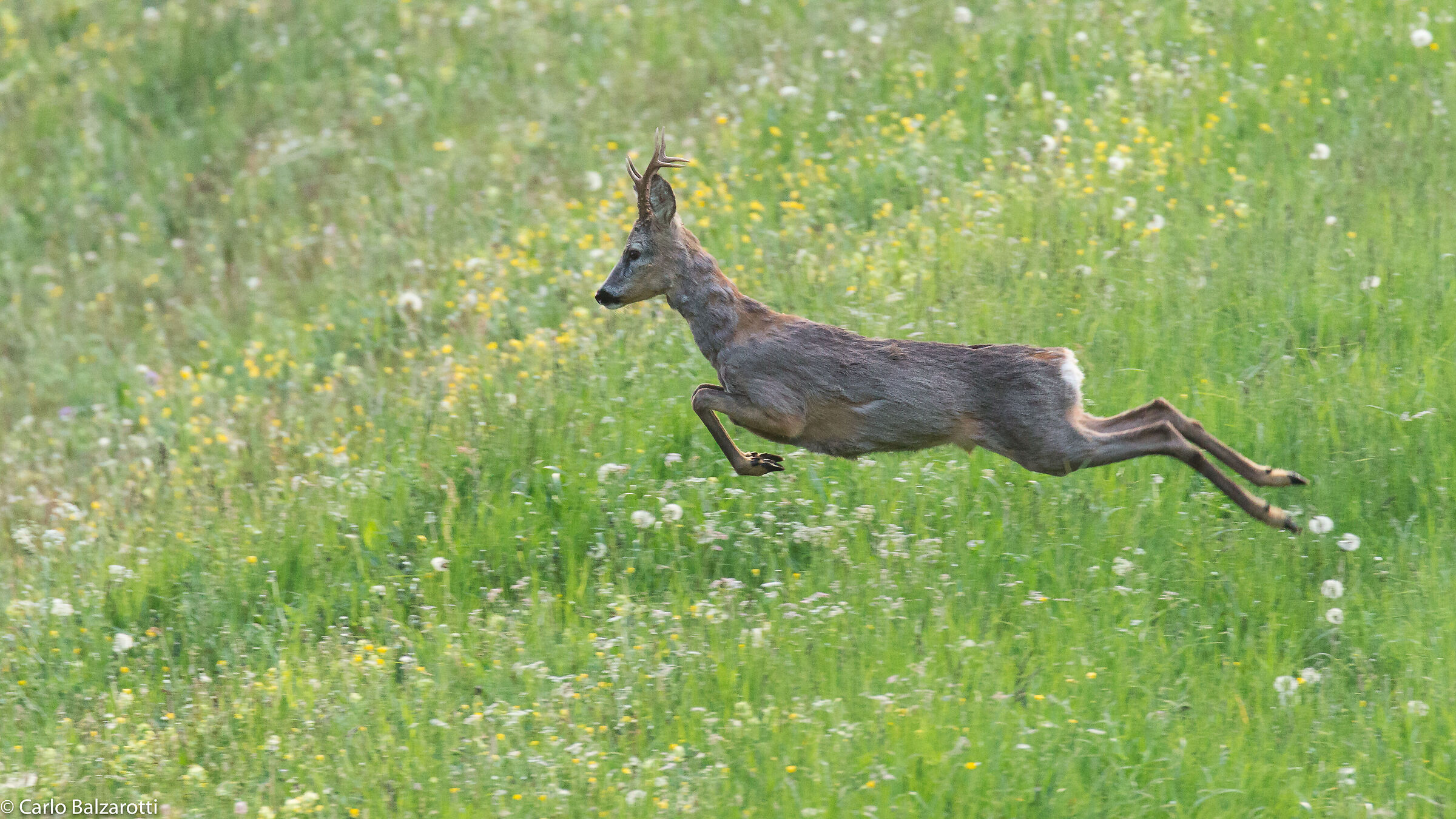 Capriolo in muta