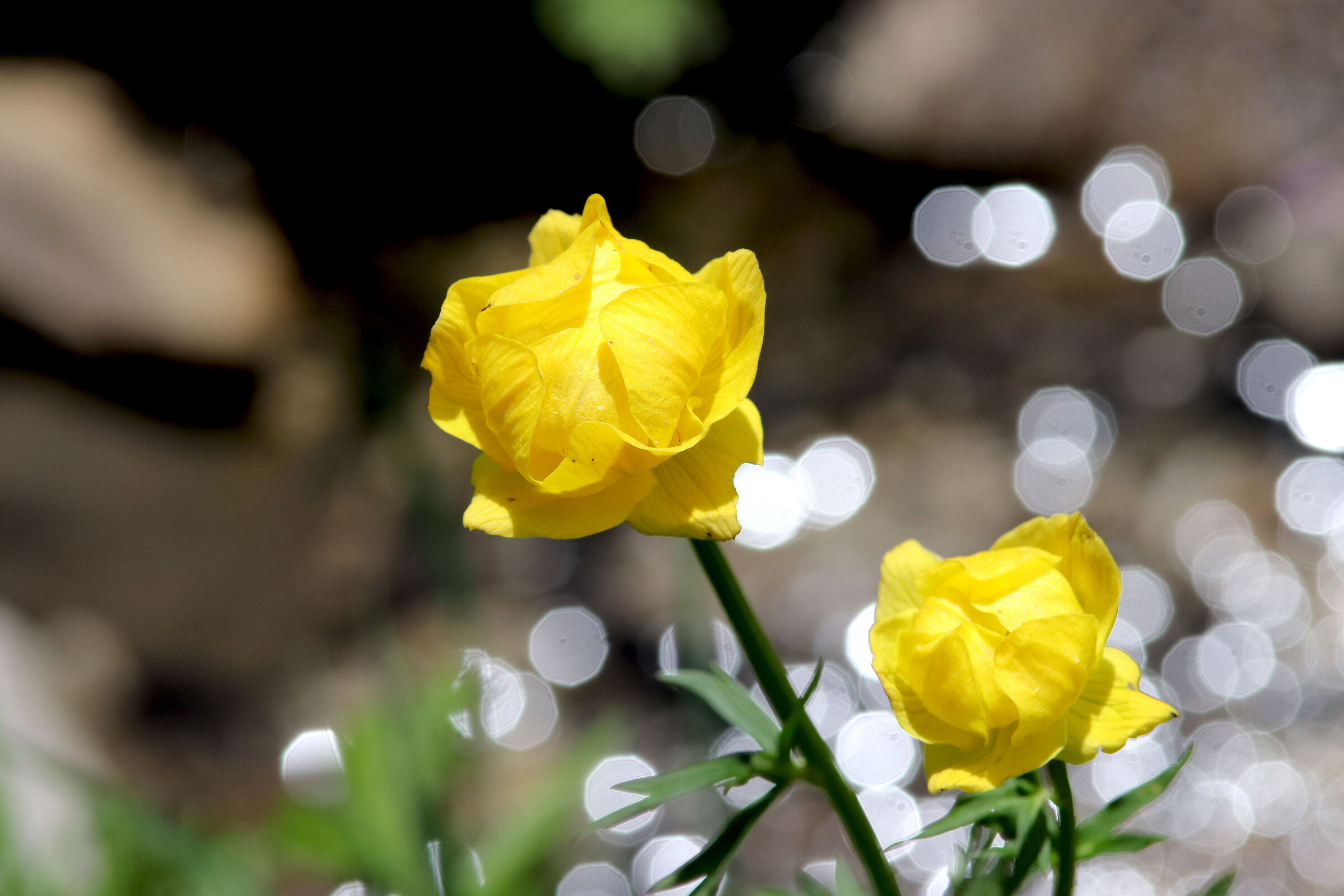Botton d'Oro a Sappada, Friuli