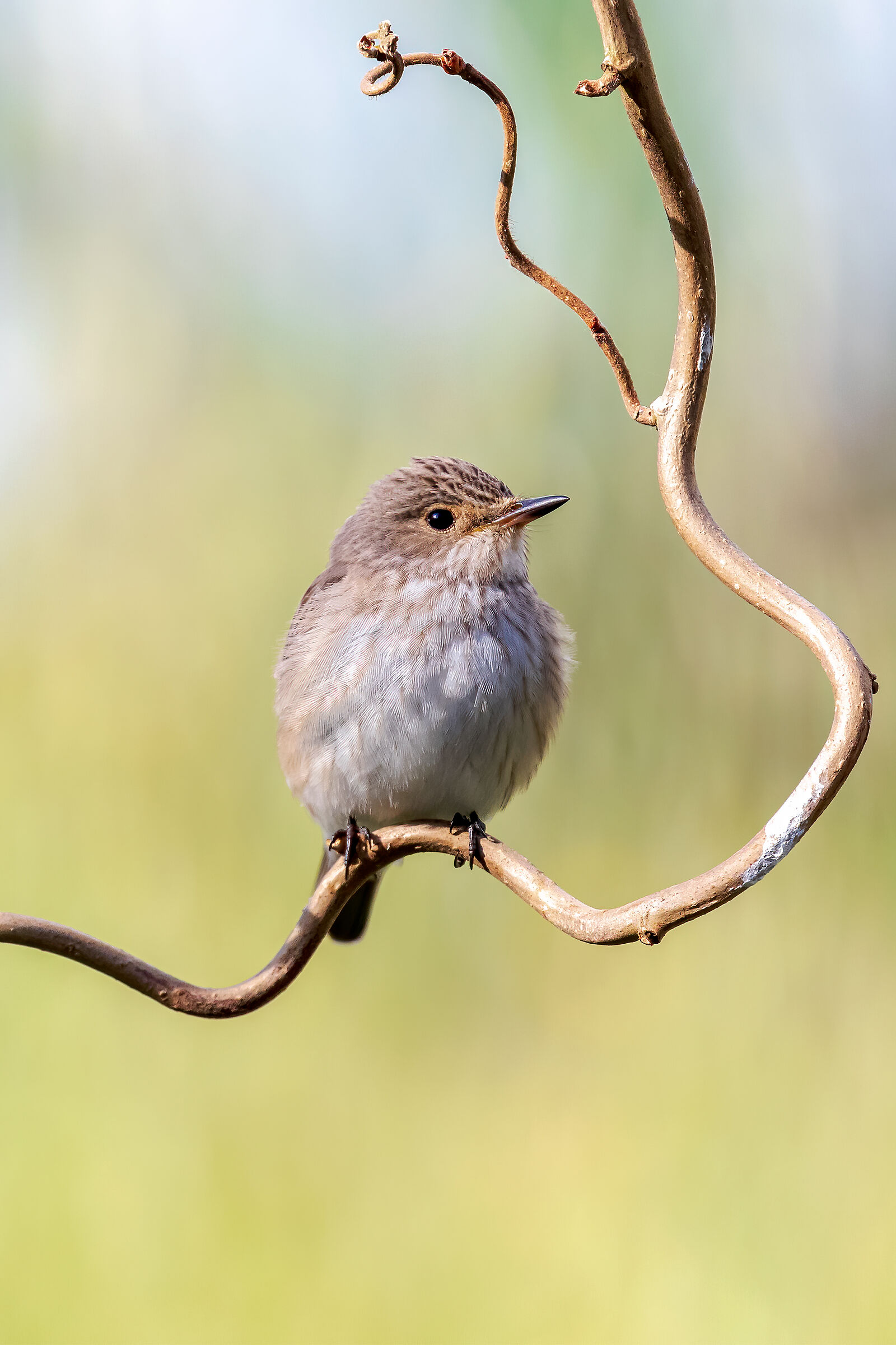 Pigliamosche  (Muscicapa striata)