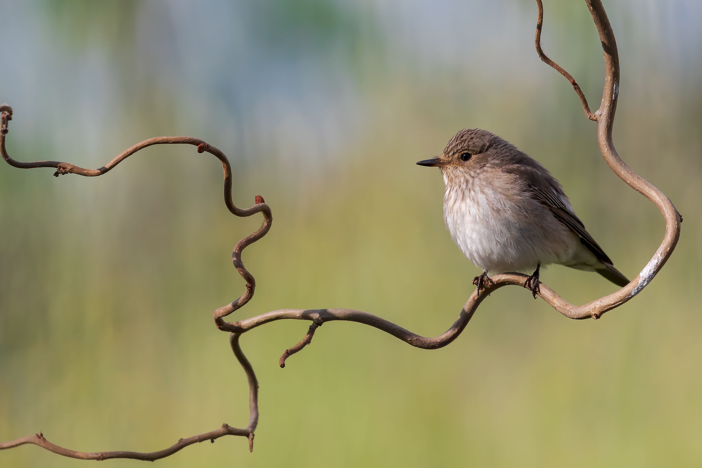 Spotted Flycatcher
