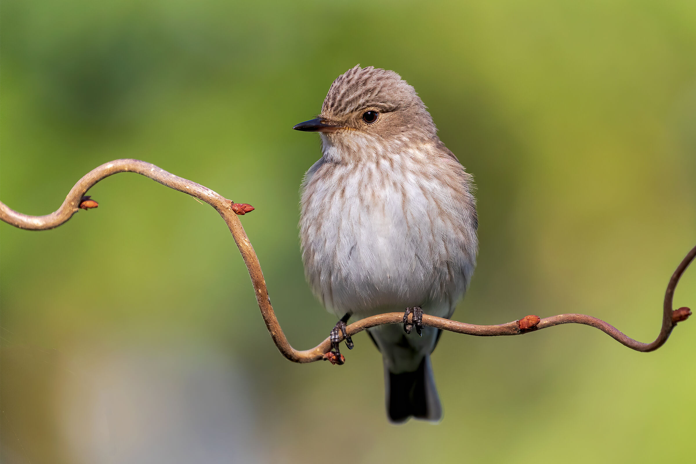 Spotted flycatcher 2