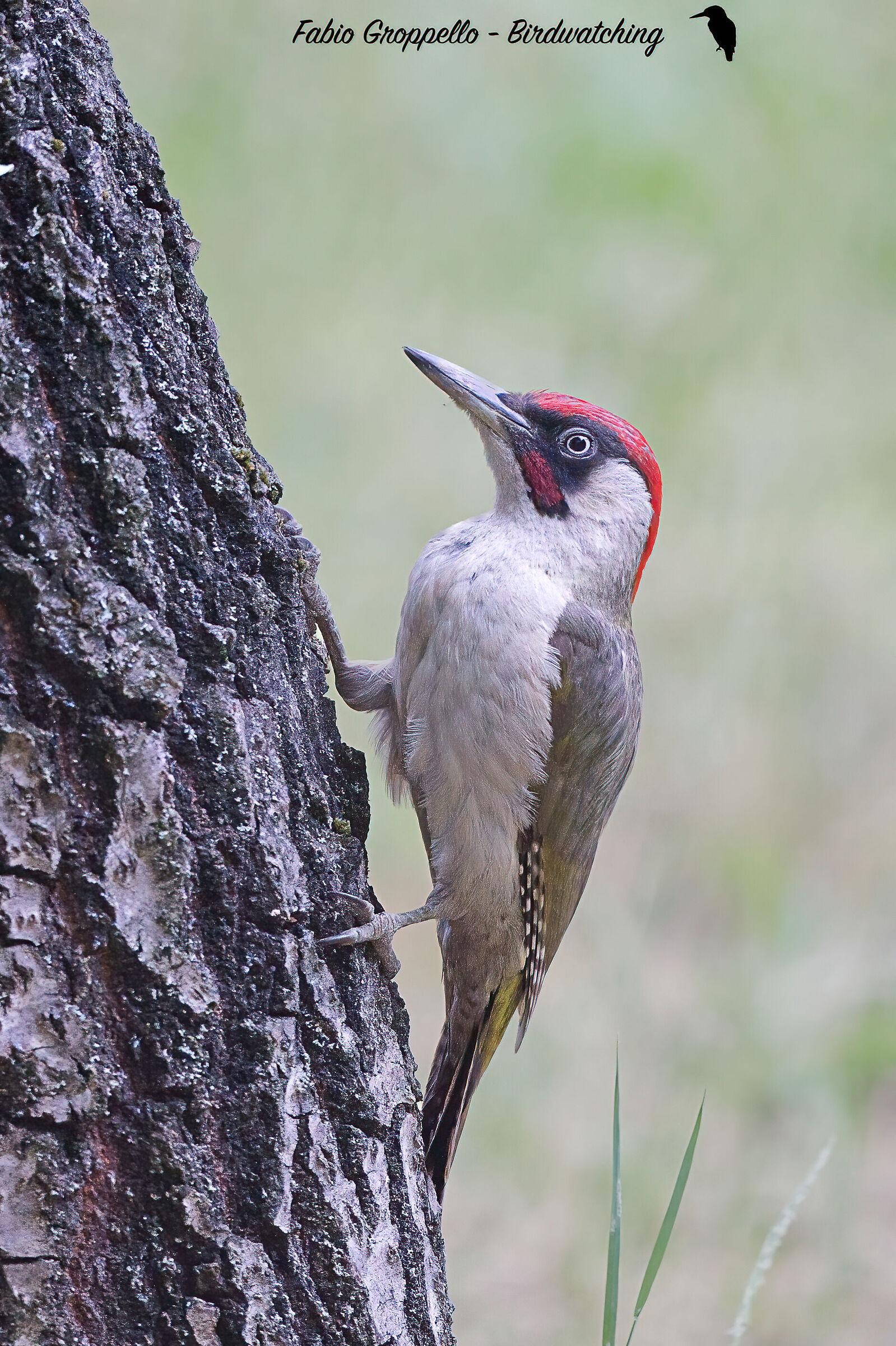 Picchio Verde Maschio Adulto