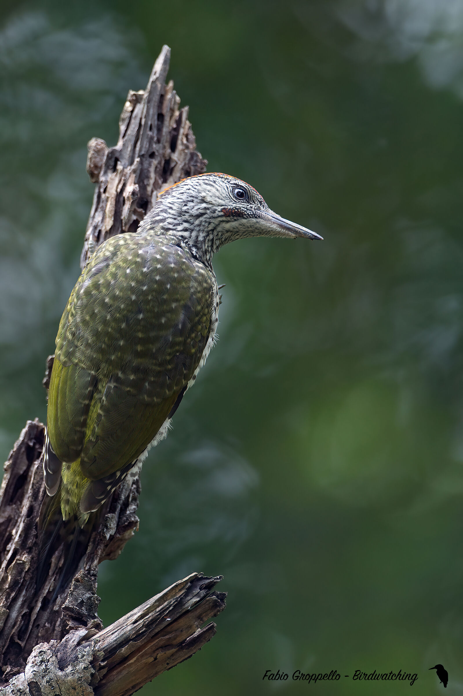 Picchio Verde Maschio Giovane