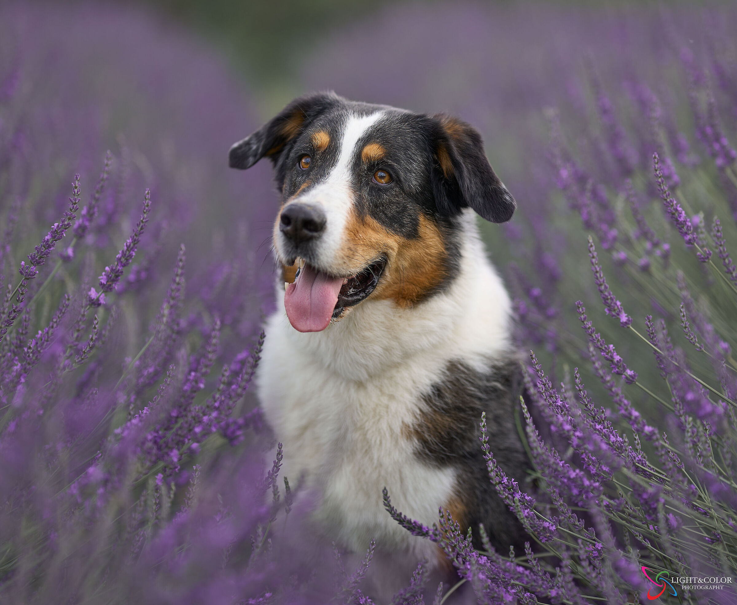 Guido in lavender