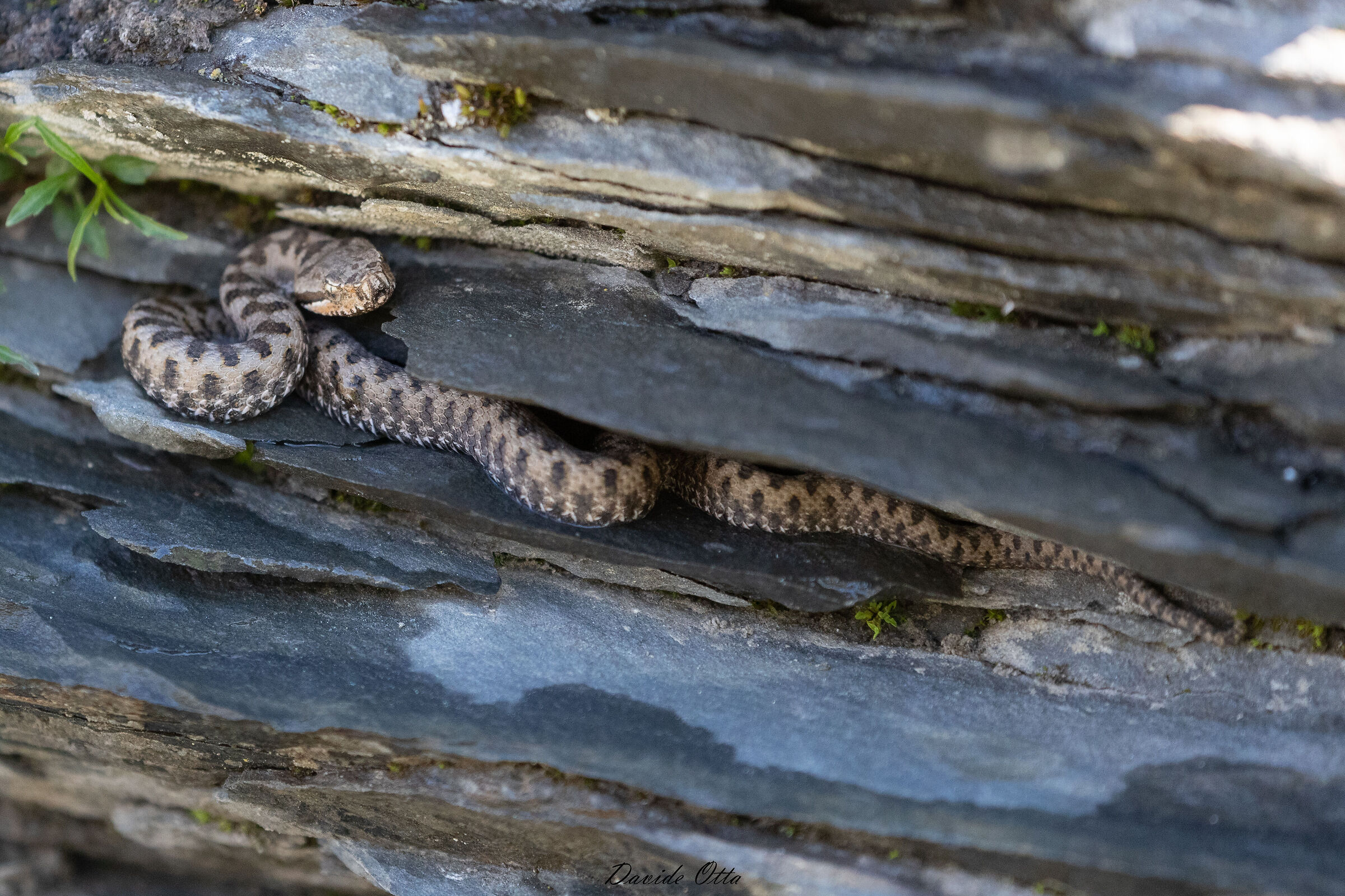 Vipera aspis aspis