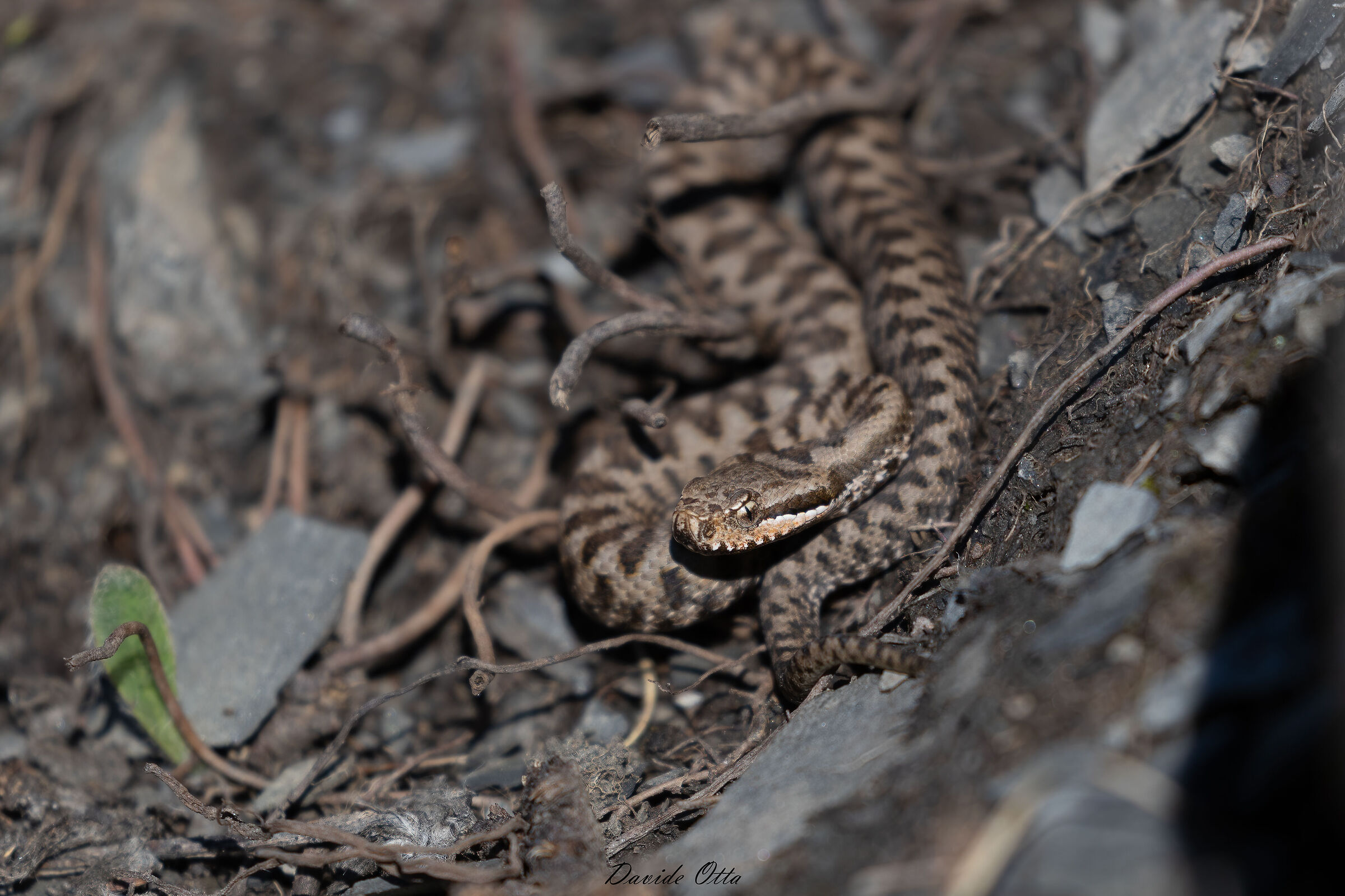 Vipera aspis aspis