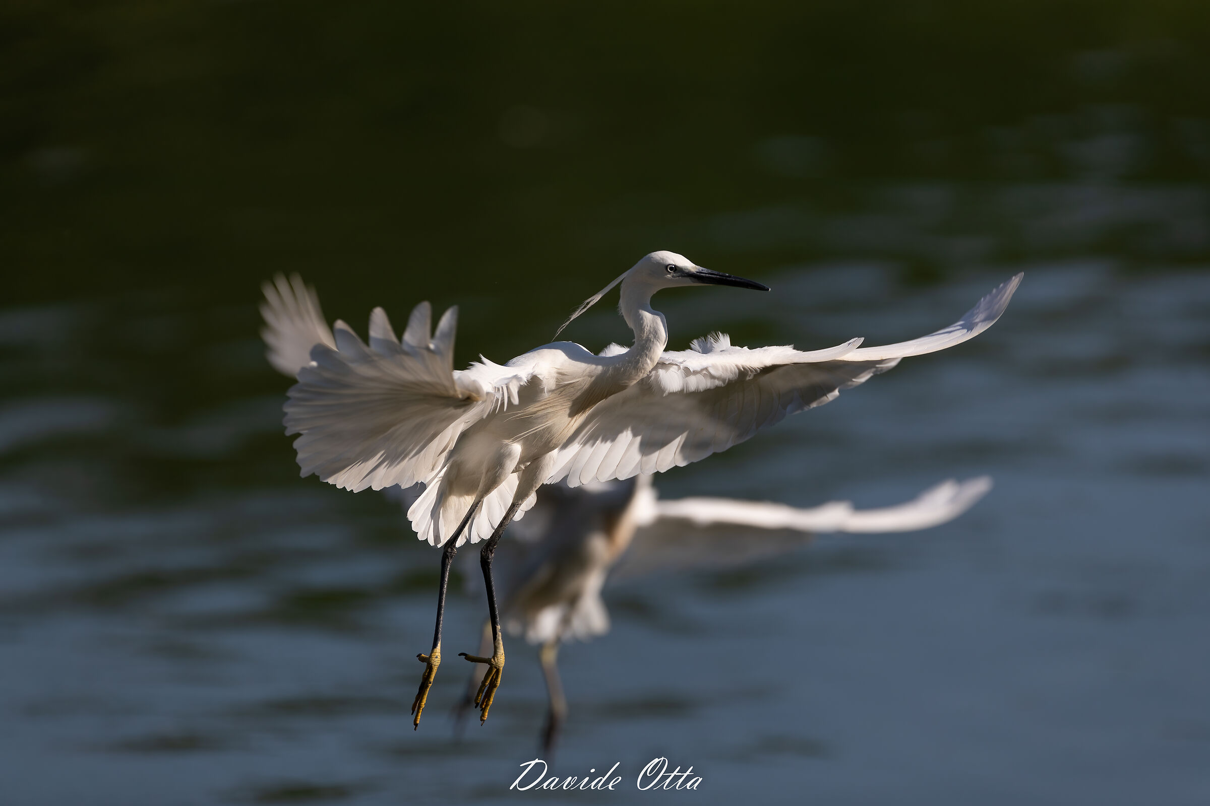 Garzetta in atterraggio