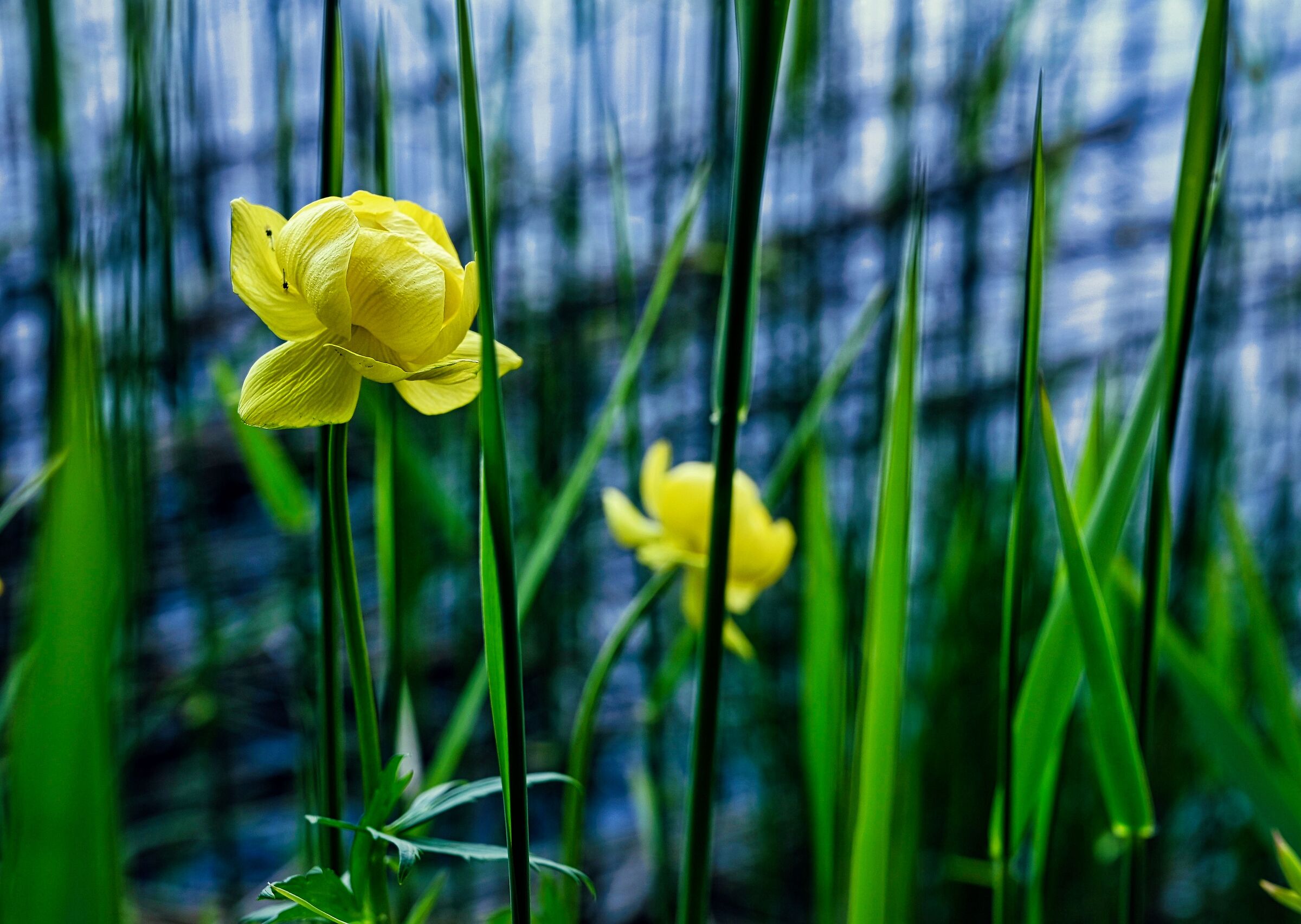 Buttercups