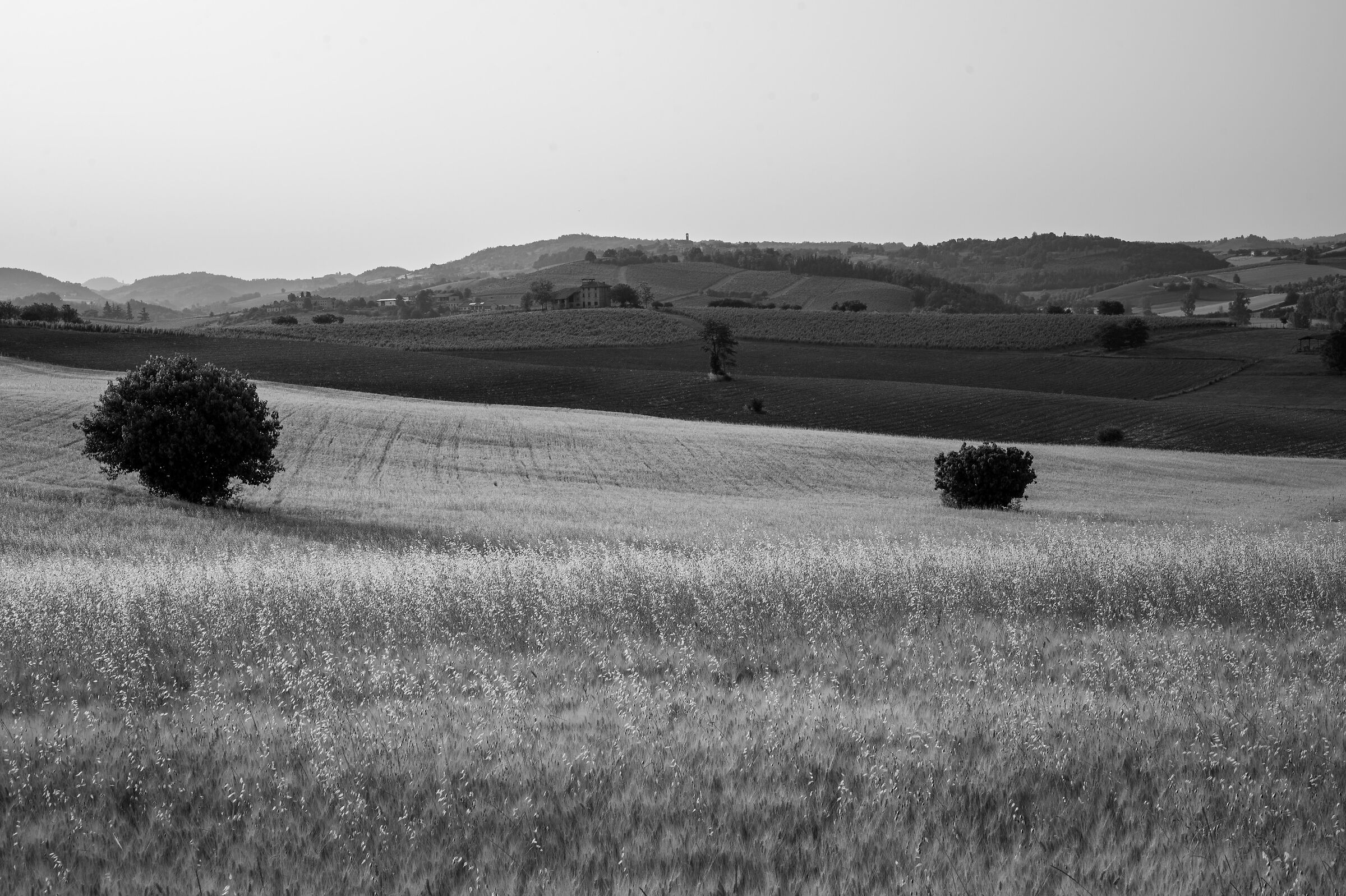 Monferrato 4