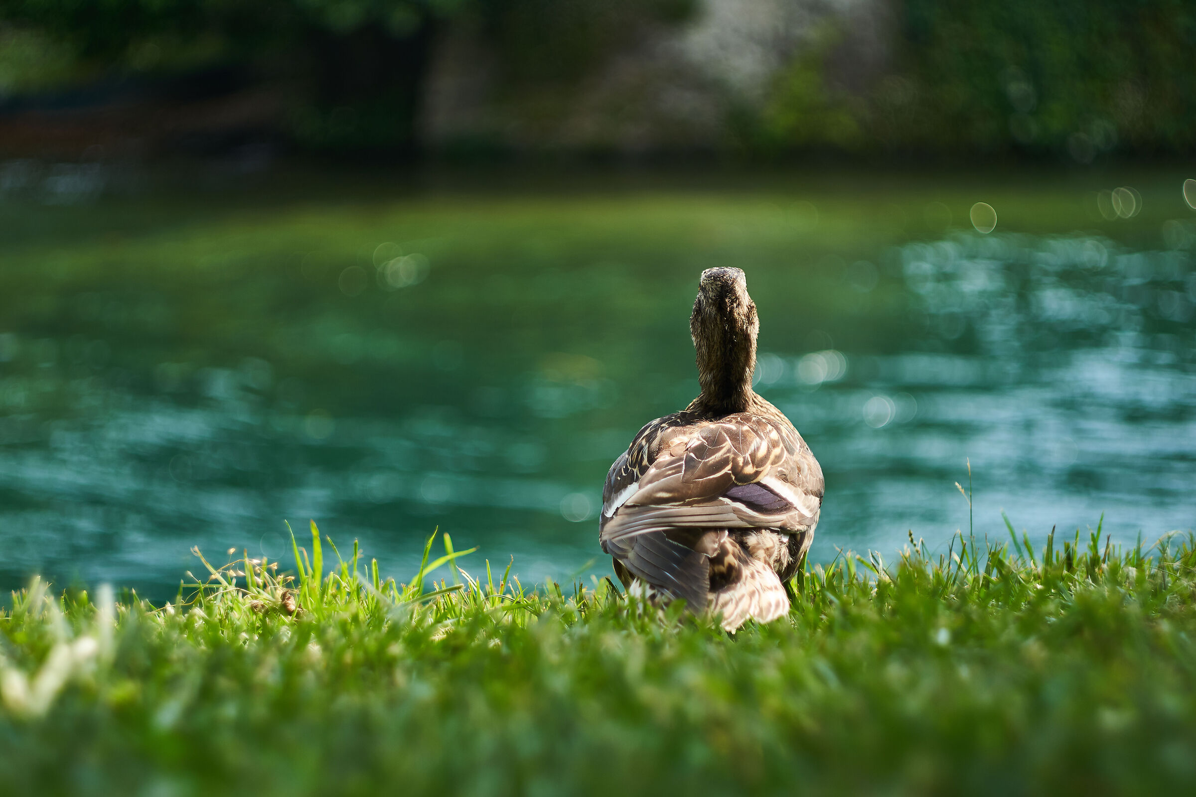 A "thoughtful" duck