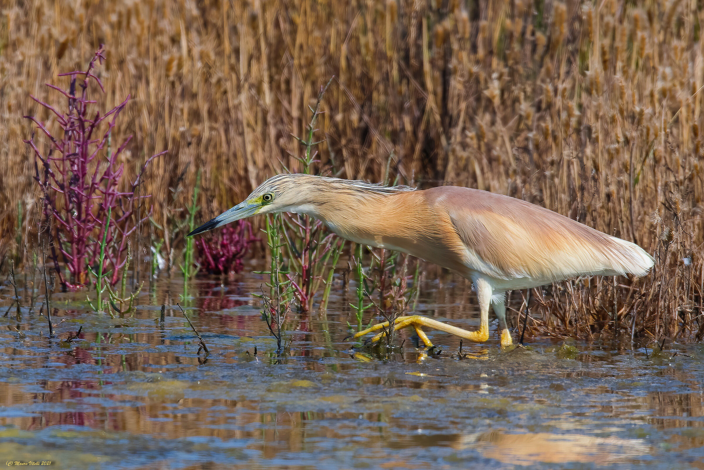 Sgarza Ciuffetto (Ardeola ralloides)