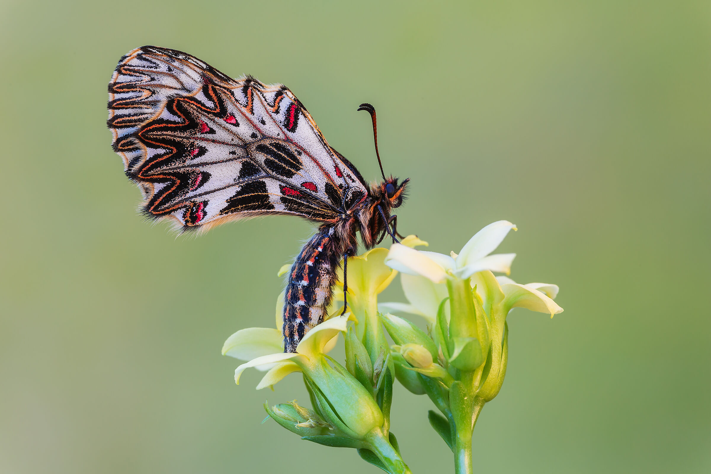 Zerynthia Municipality