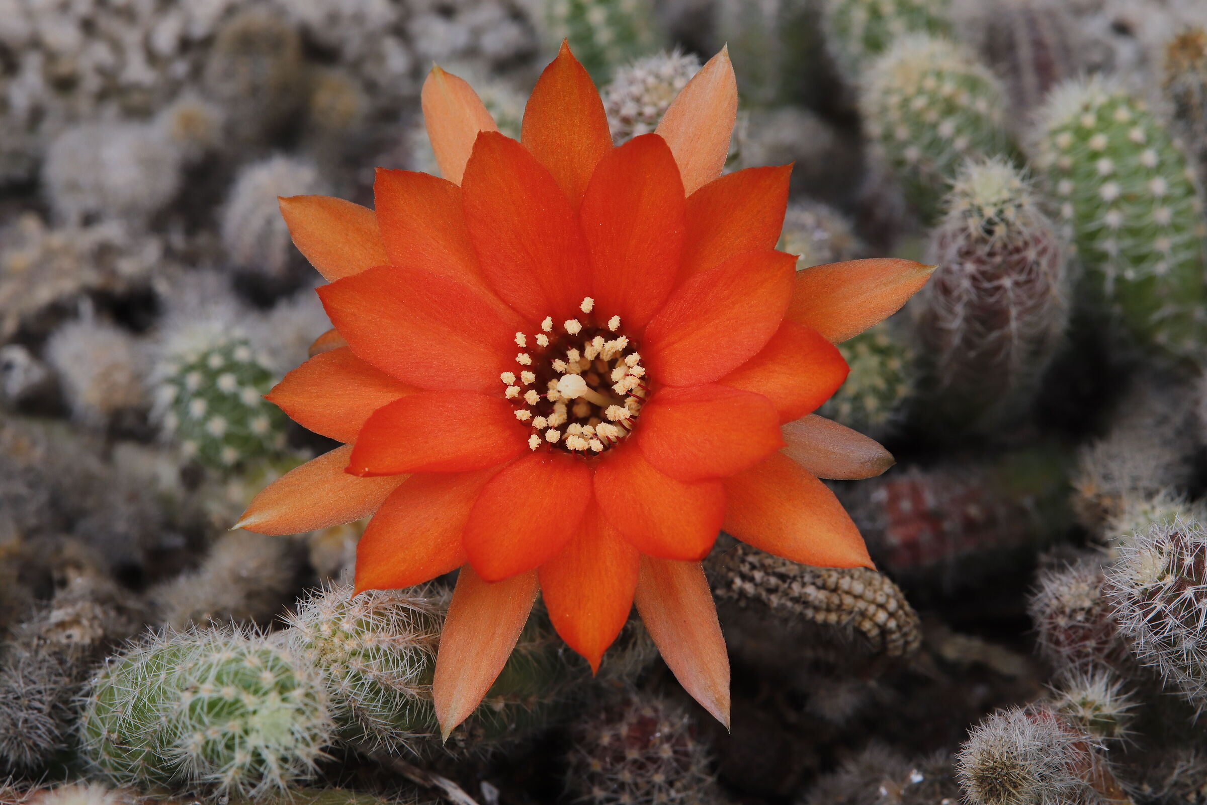 Echinopsis chamaecereus nel mio giardino 16/06/2021