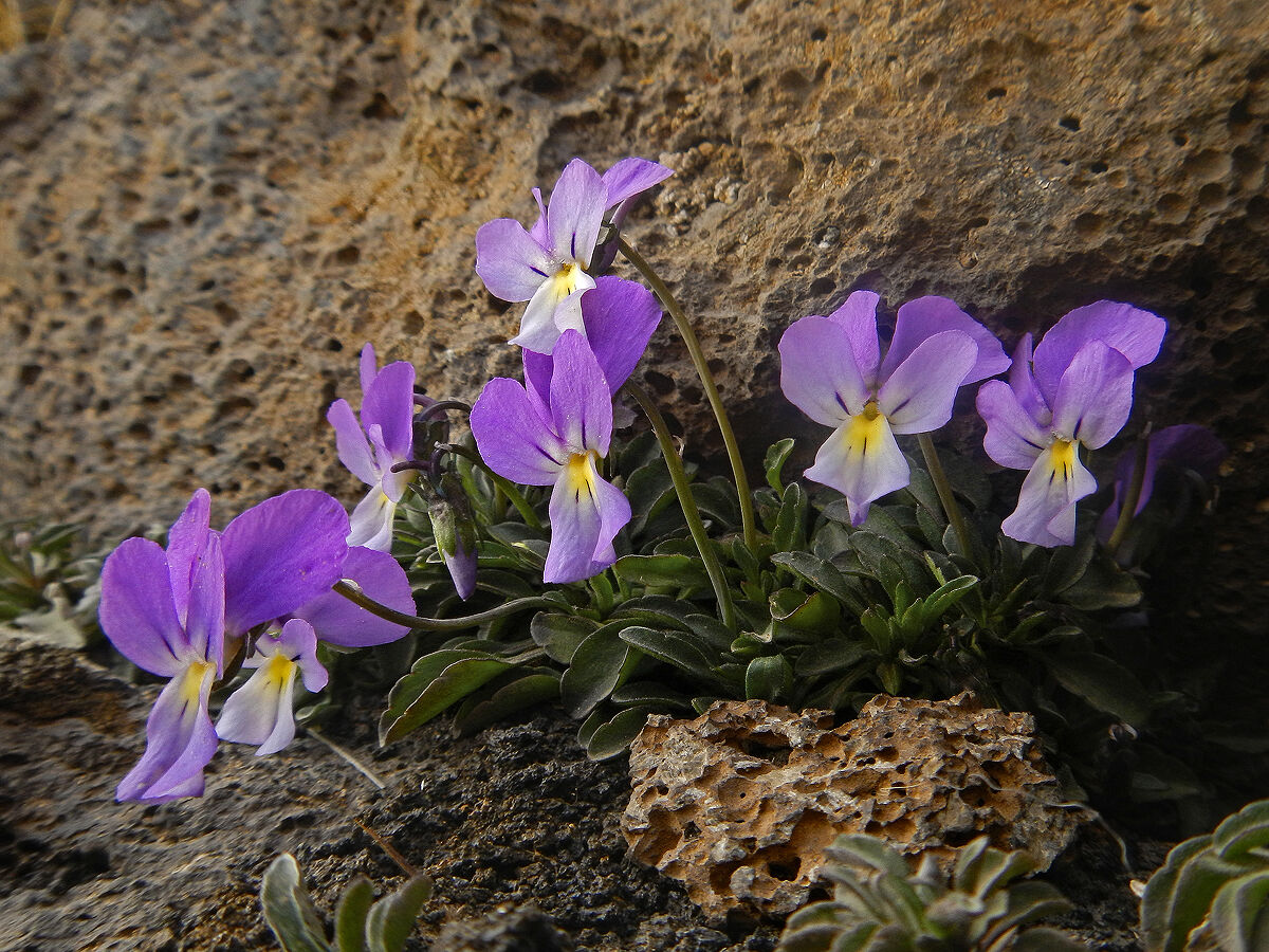Viola Aethnensis (Viola dell'Etna)