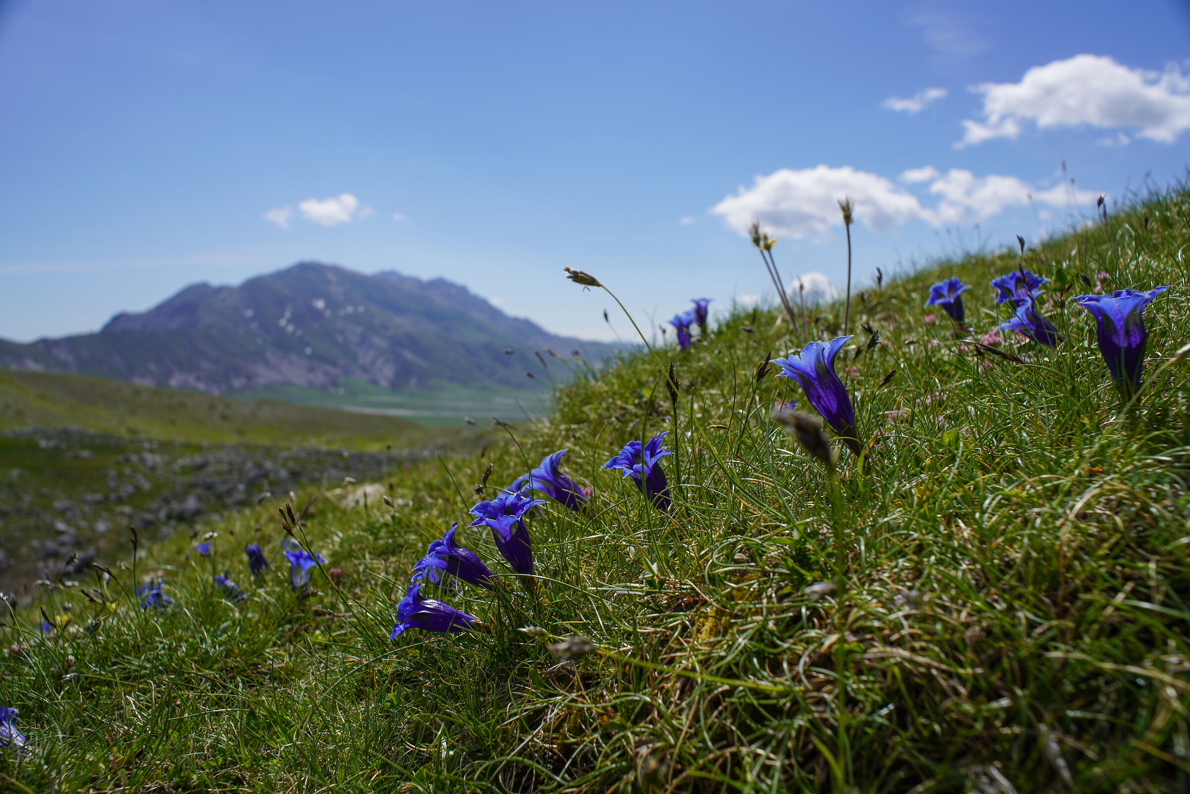 Emperor Field, Gran Sasso