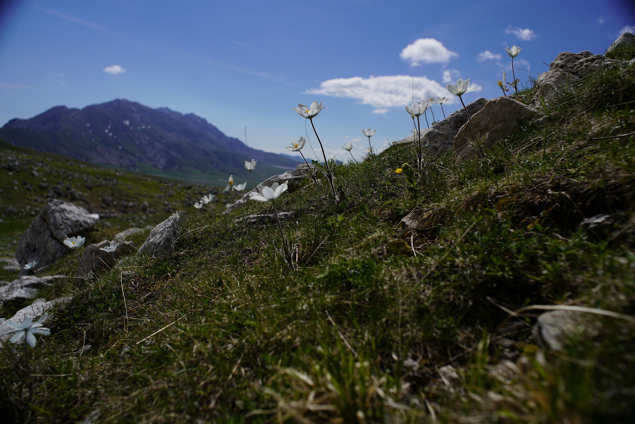 Emperor Field, Gran Sasso