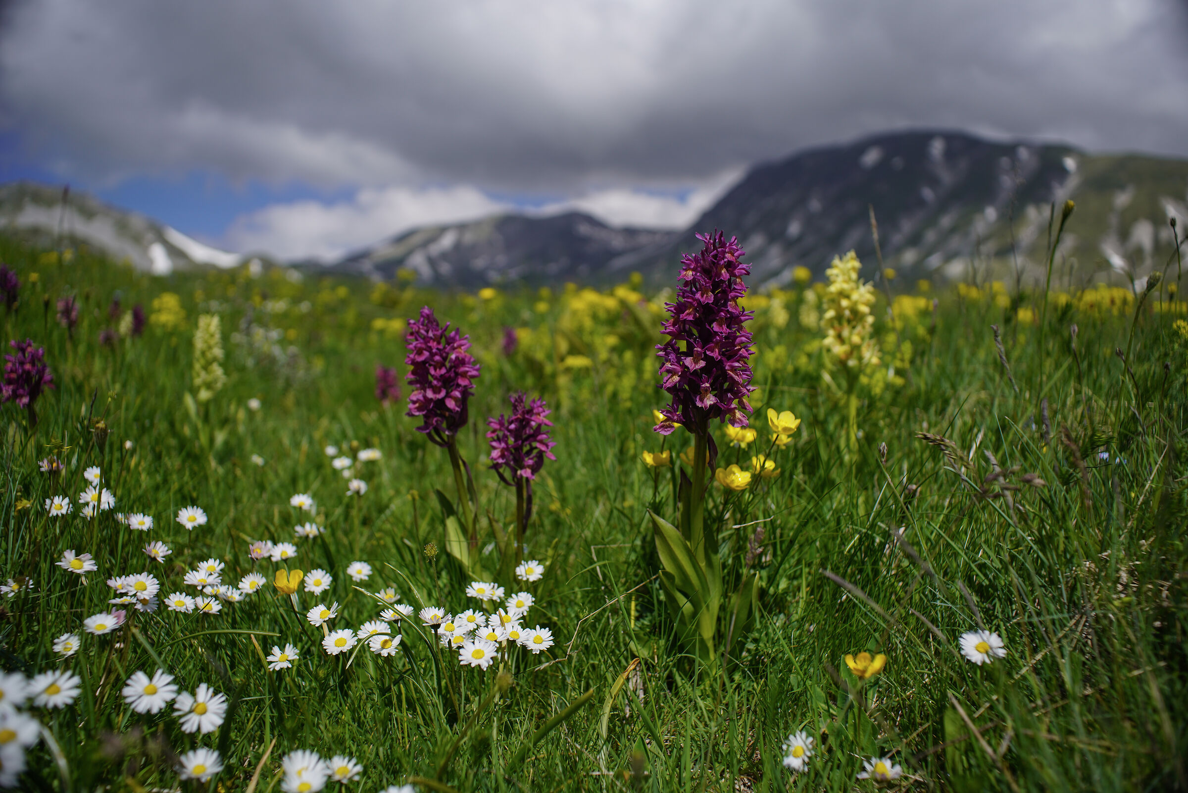 Emperor Field, Gran Sasso