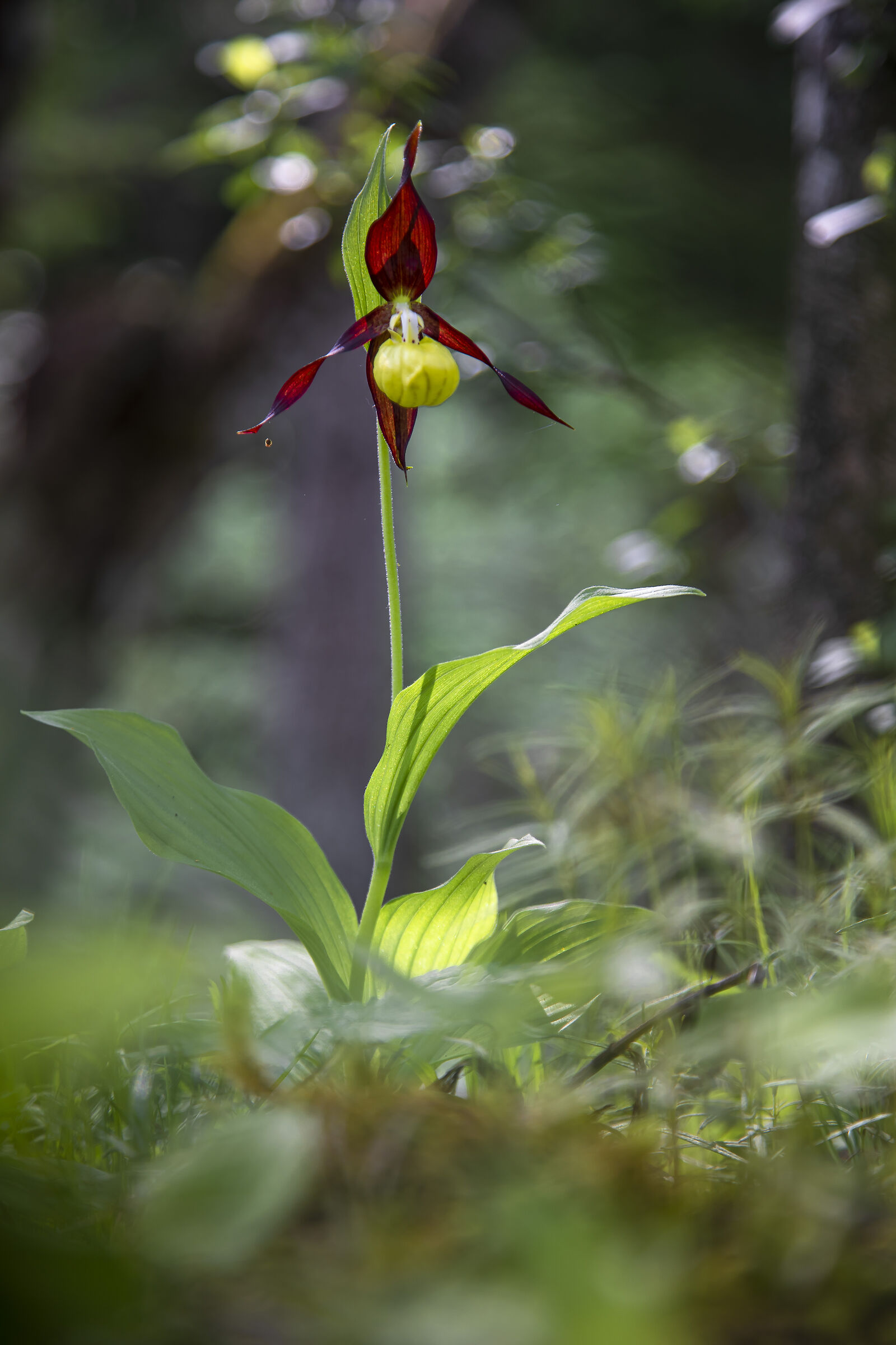 Cypripedium