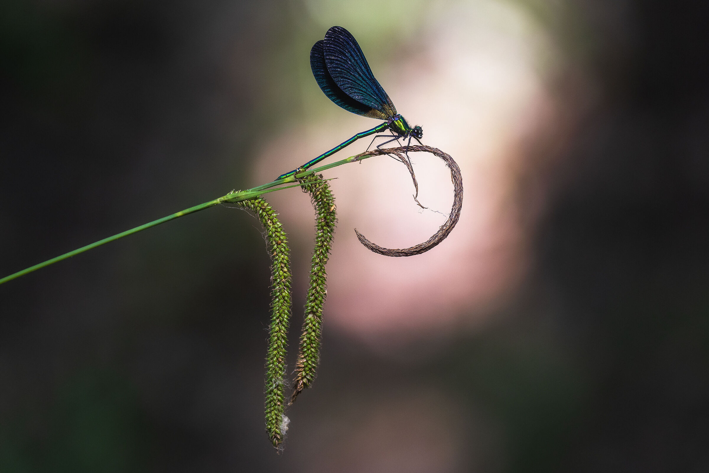 Virgo calopteryx