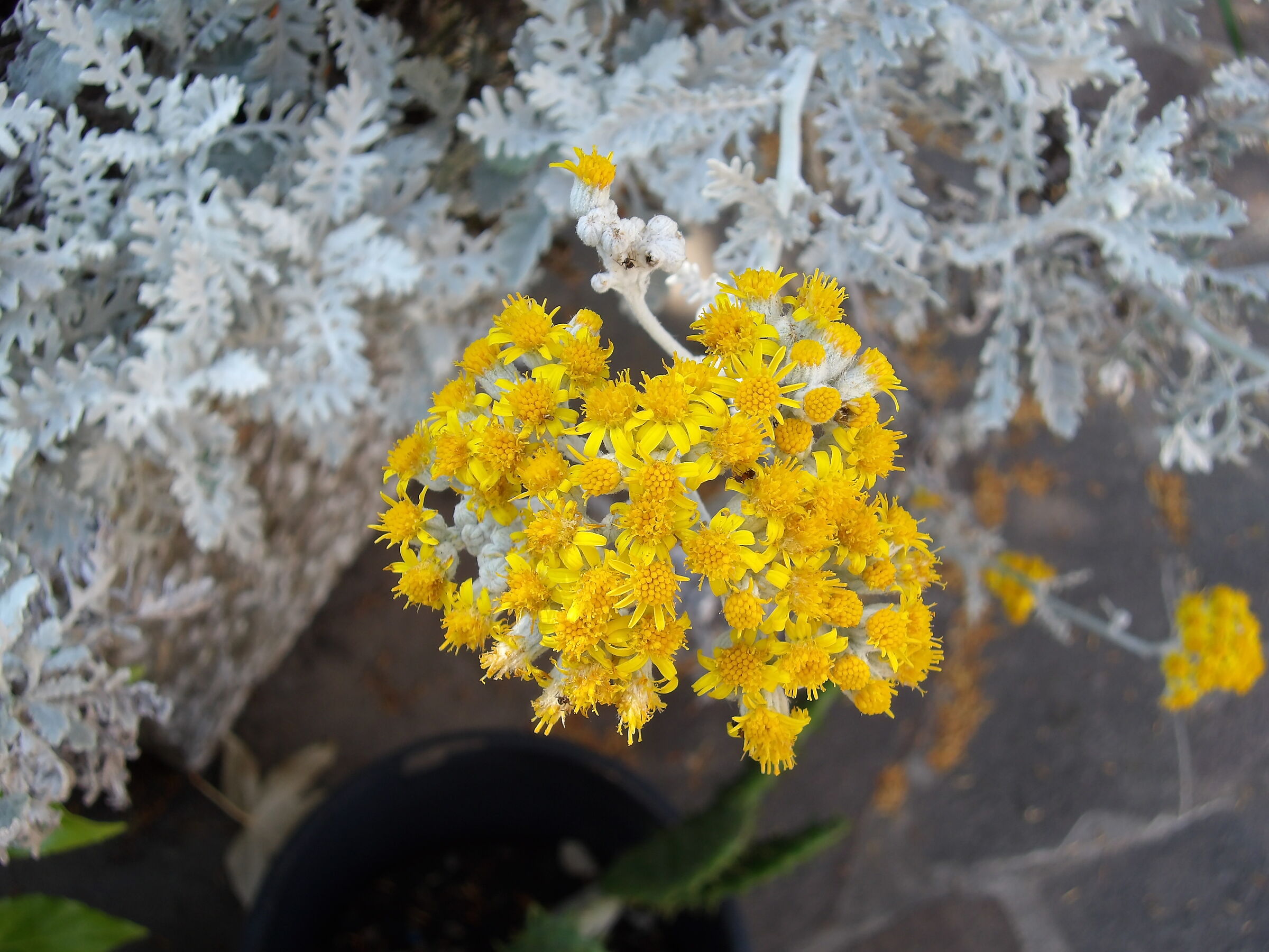 closeup on cineraria maritima flower