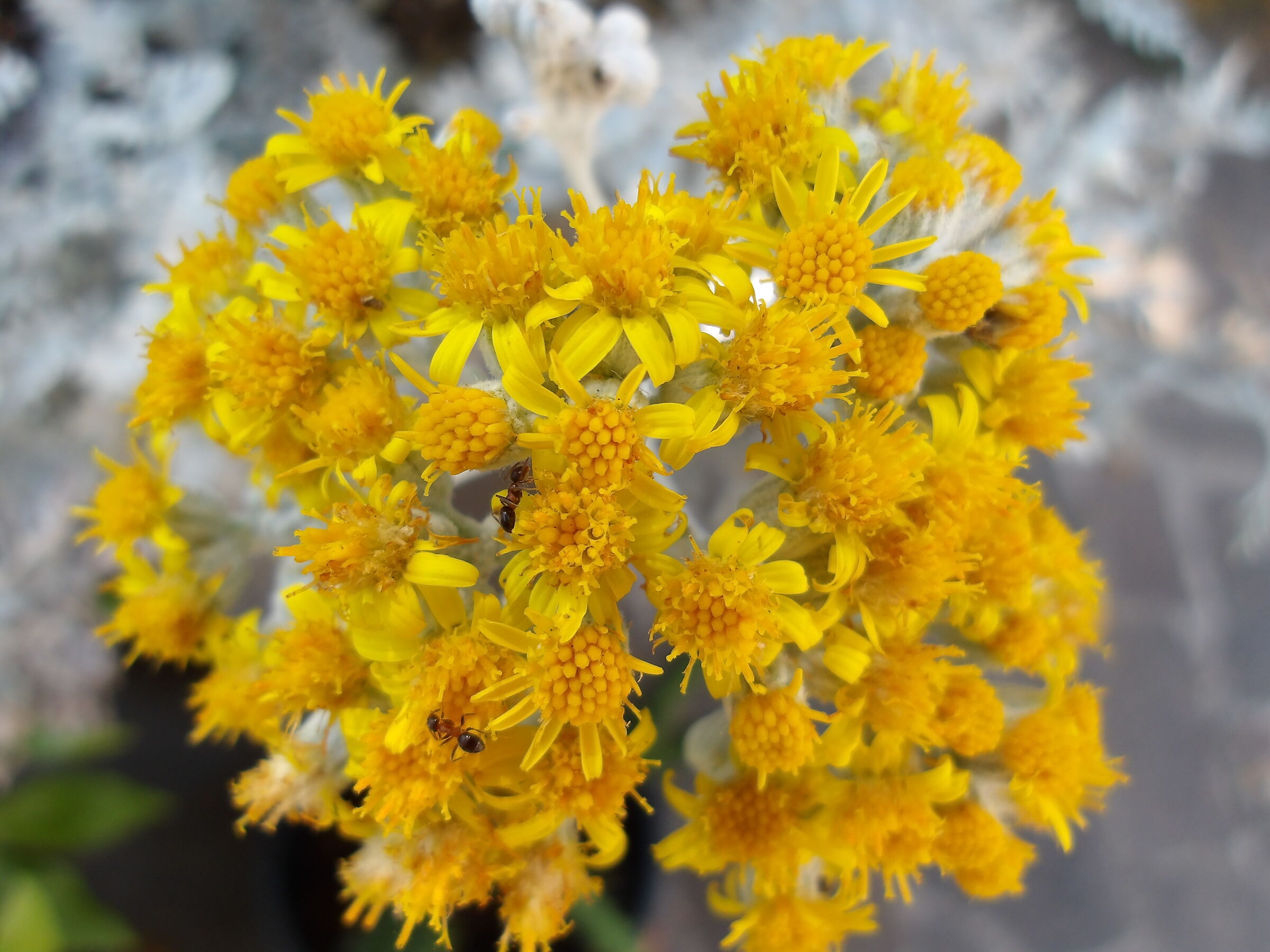 macro on cineraria maritima flower