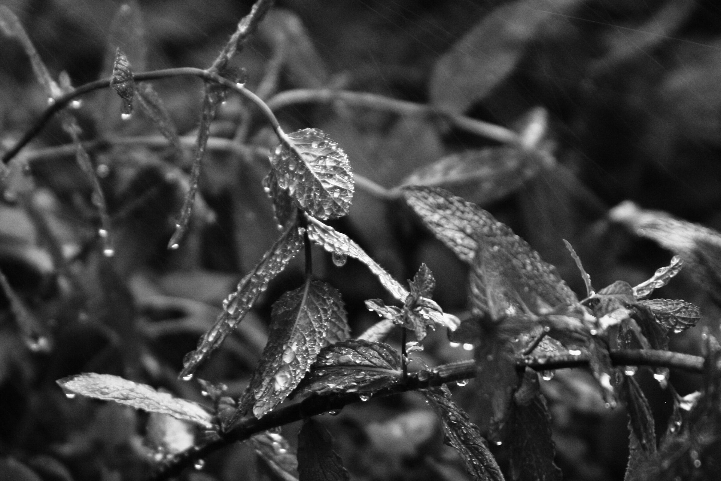 menta fresca ..