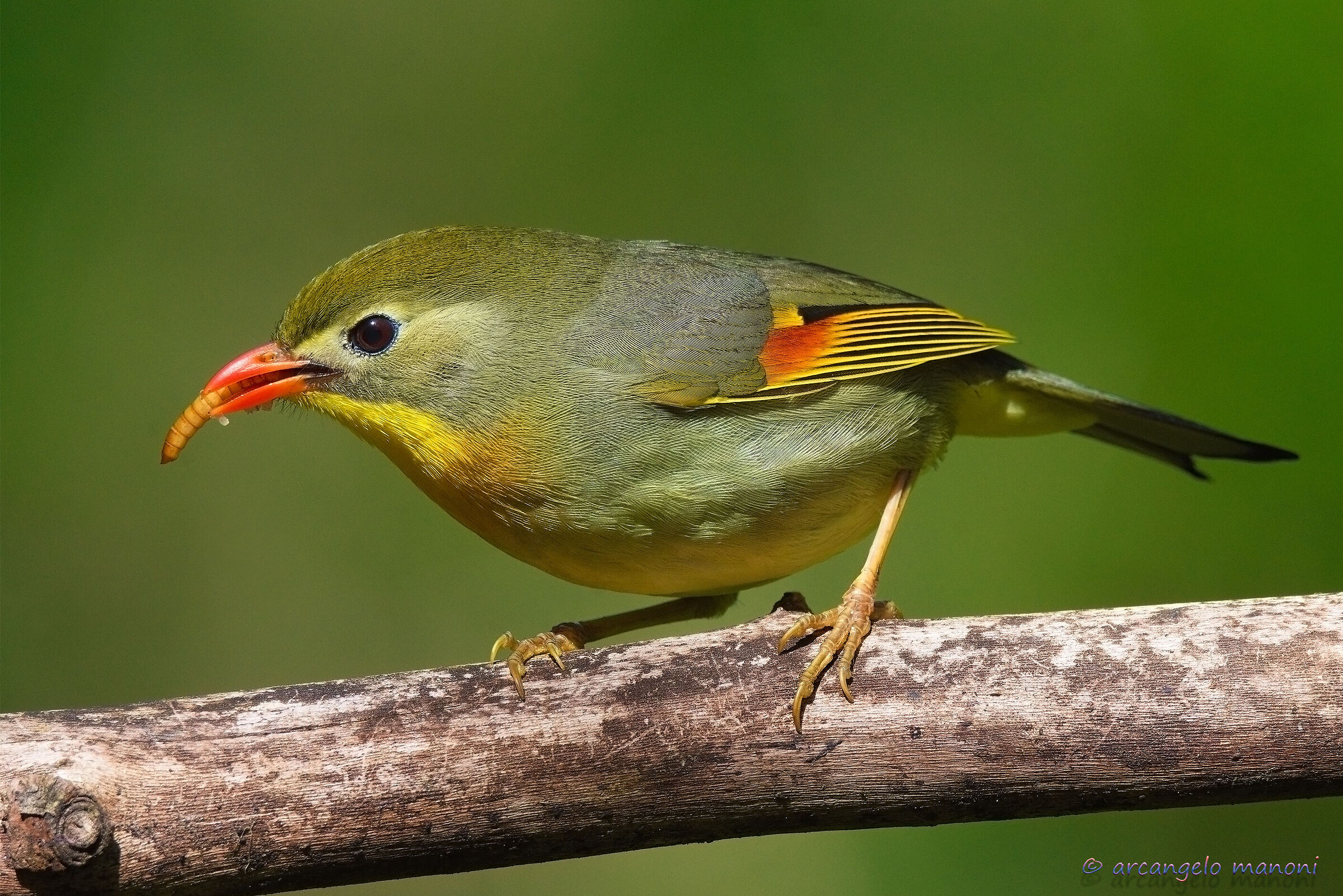 The greed of the nightingale