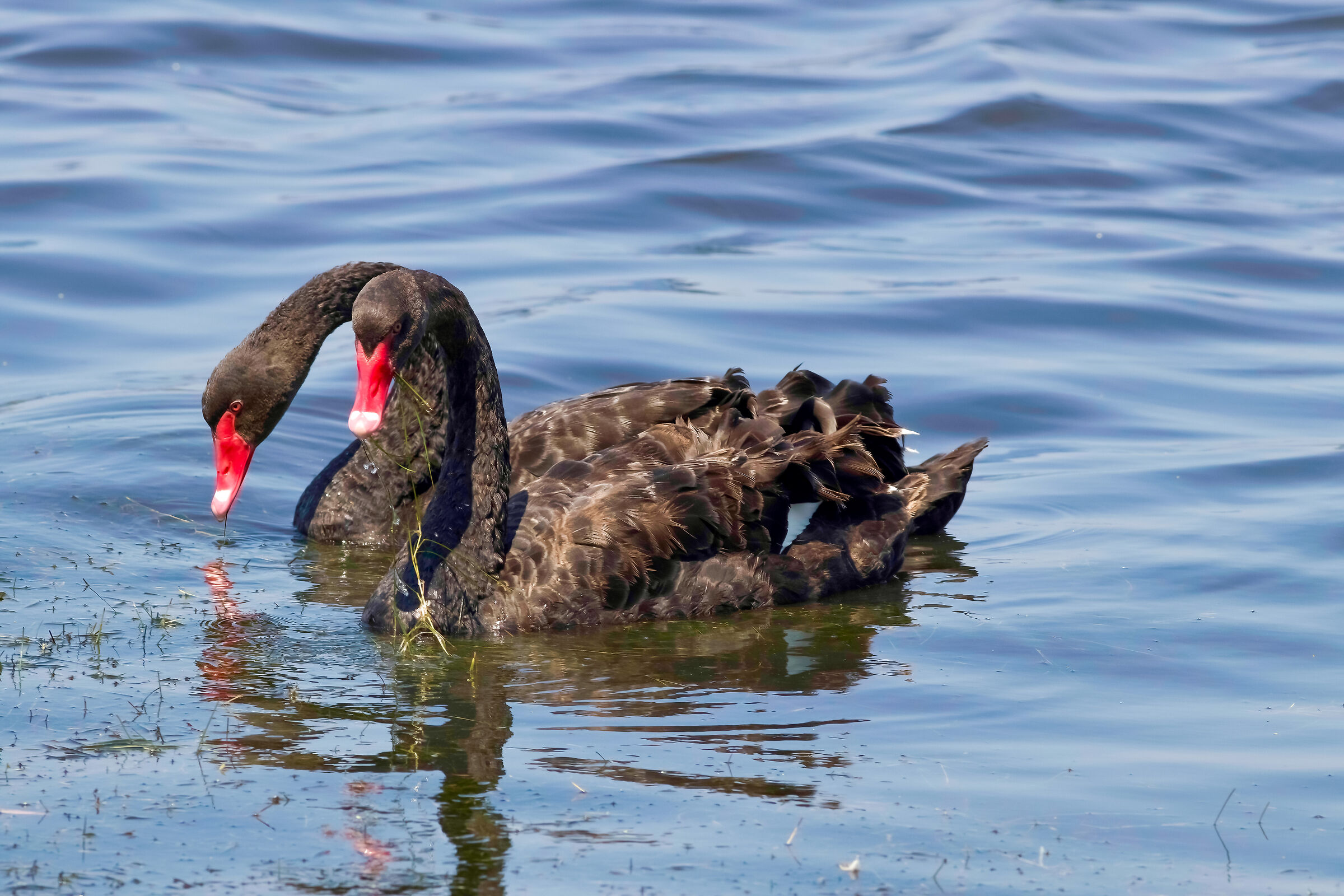 Black Swans