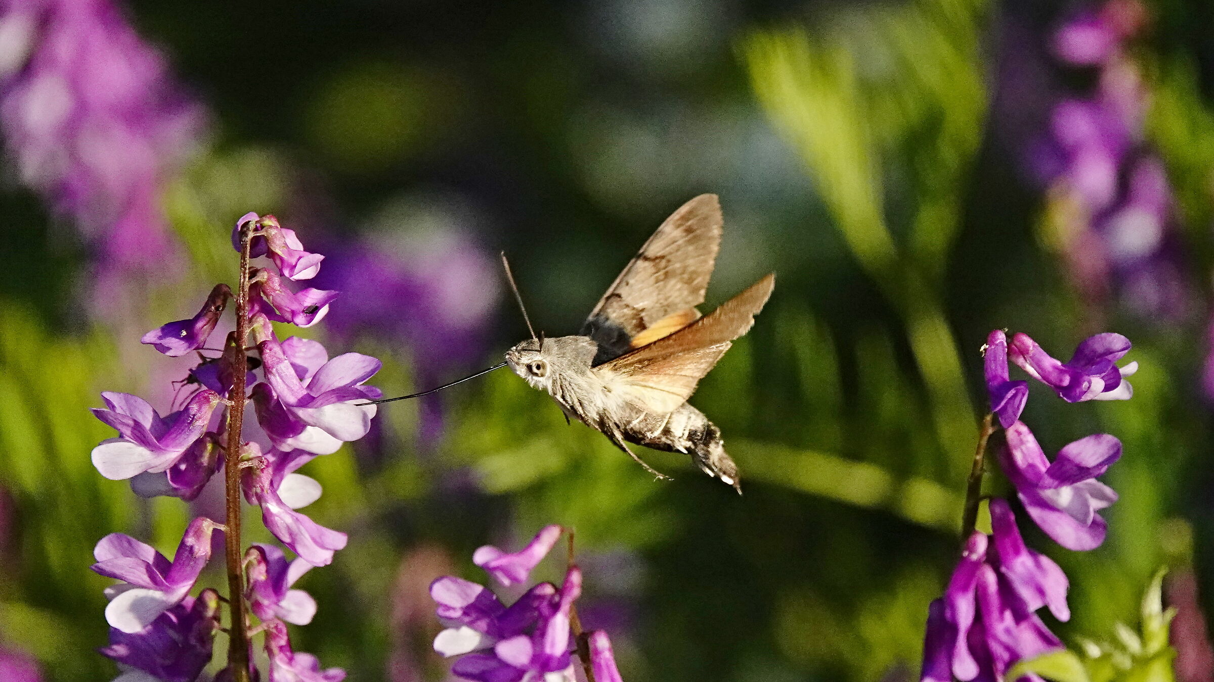 Sfinge Colibrì
