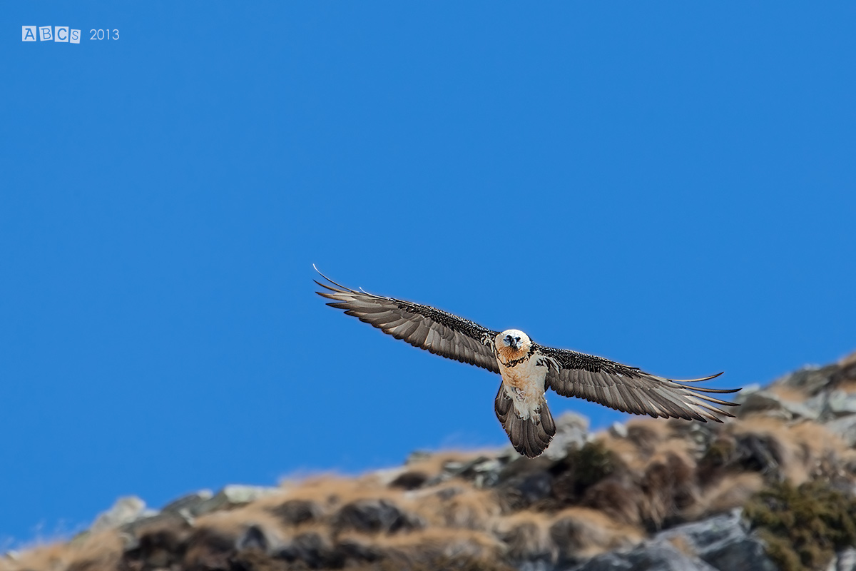 Bearded Vulture