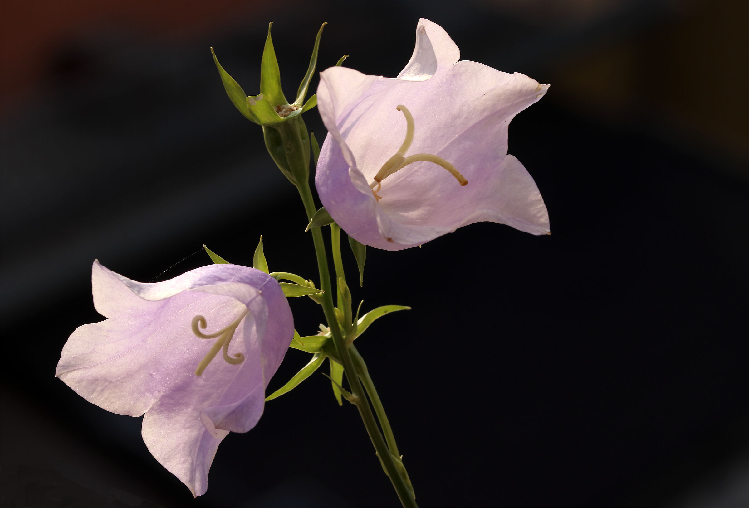 spontanee nel mio bosco