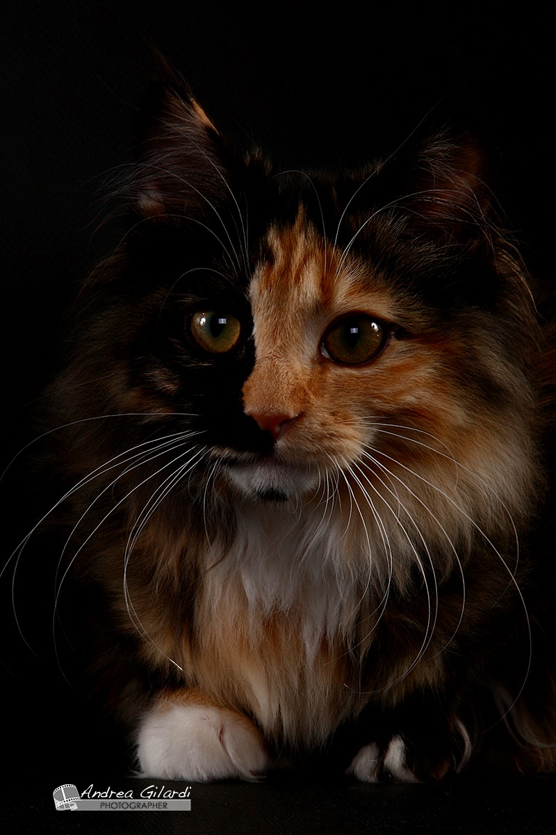 Tortie