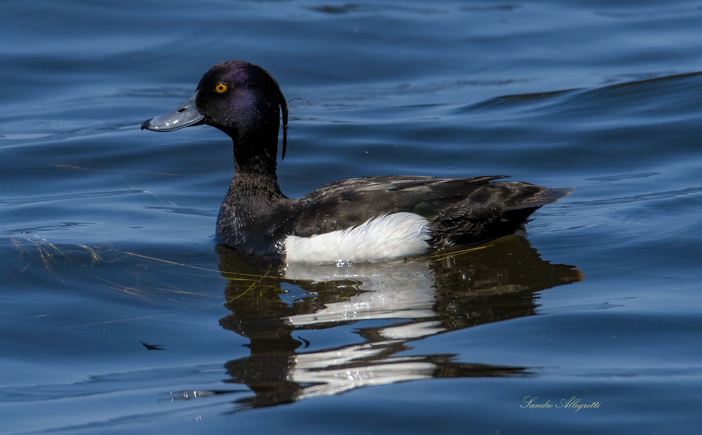 Moretta (Aythya fuligula)