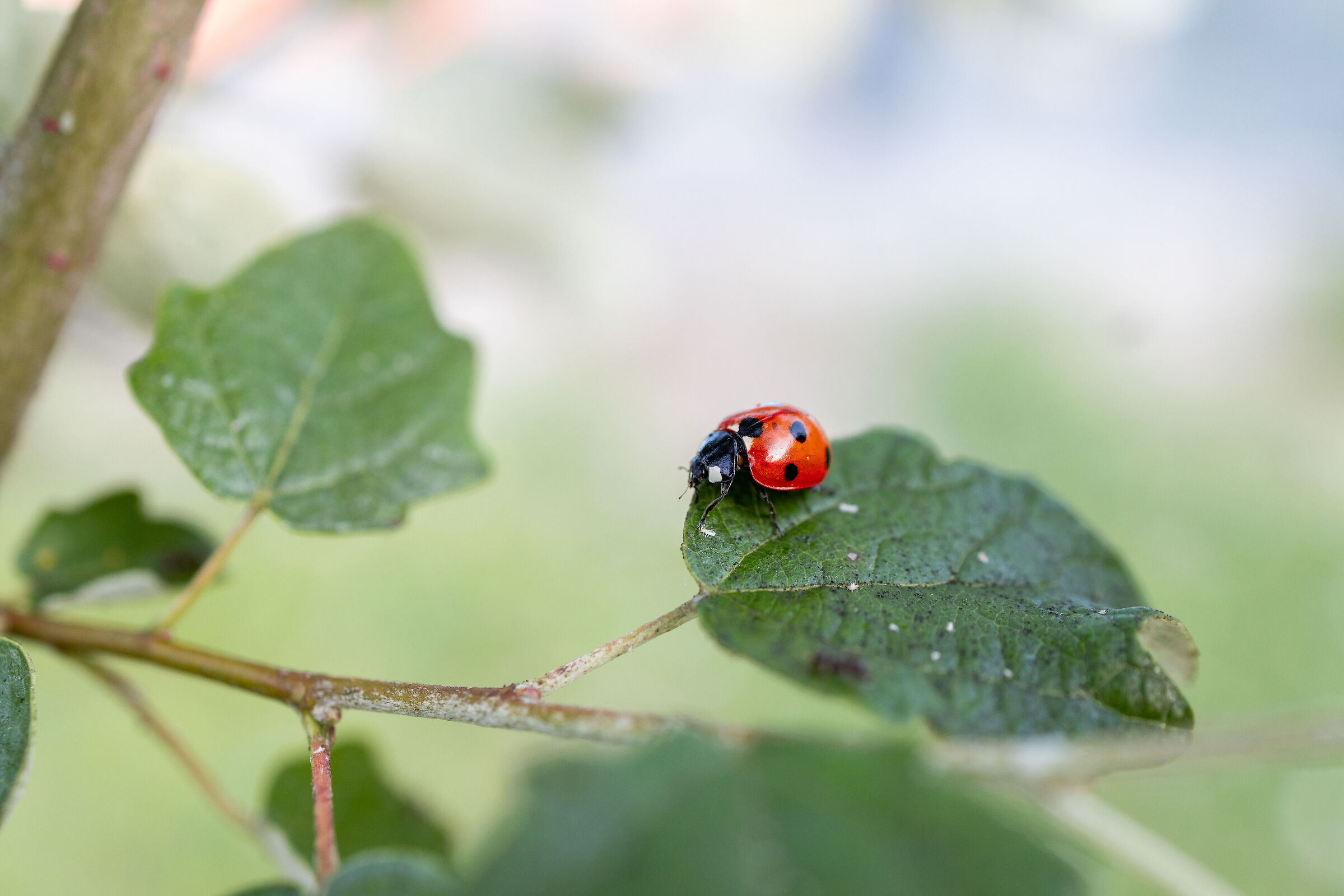 Coccinella 1