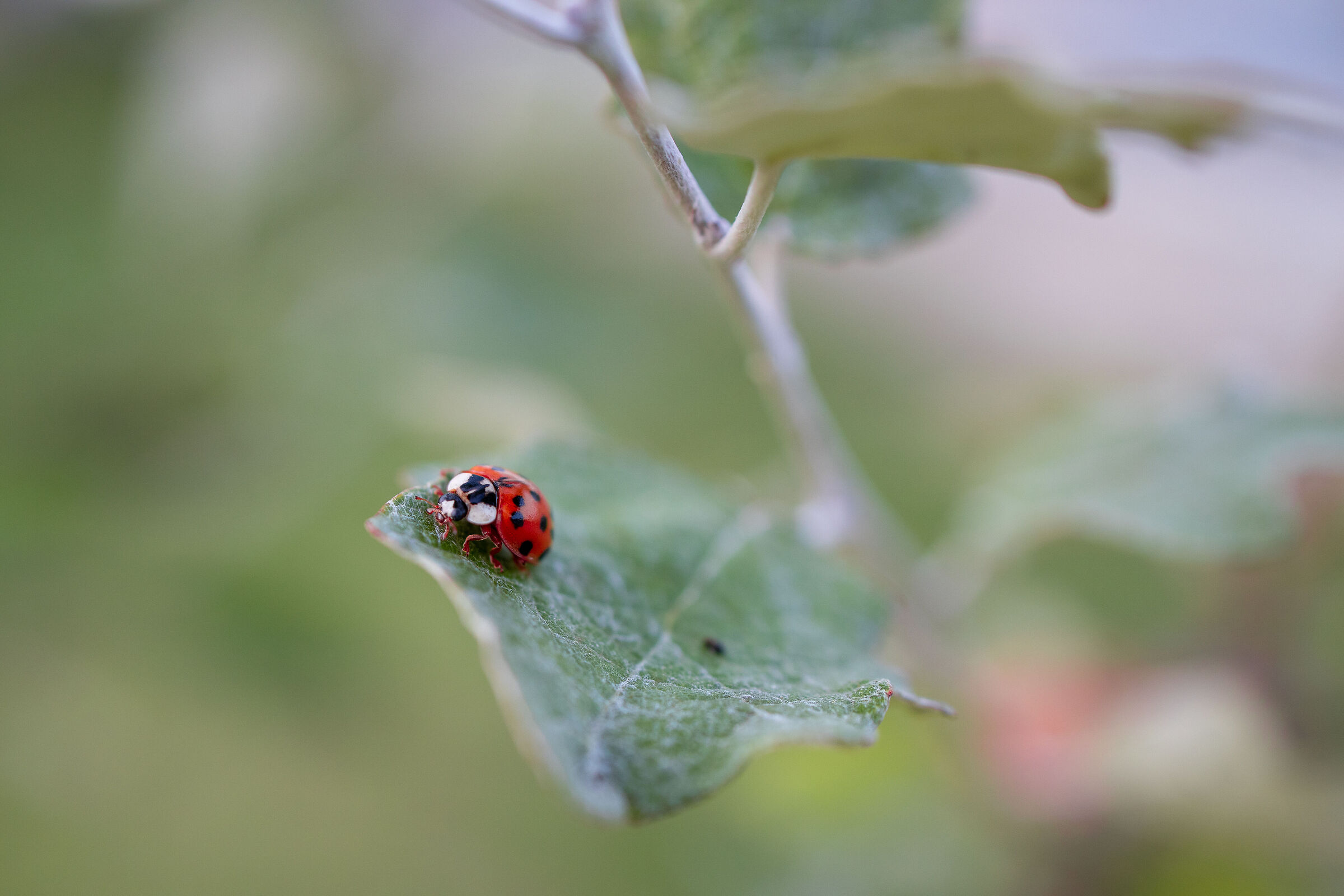 Ladybug 3