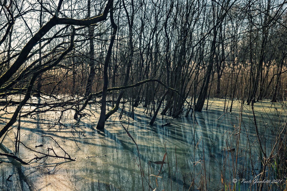 Foresta incantata 1